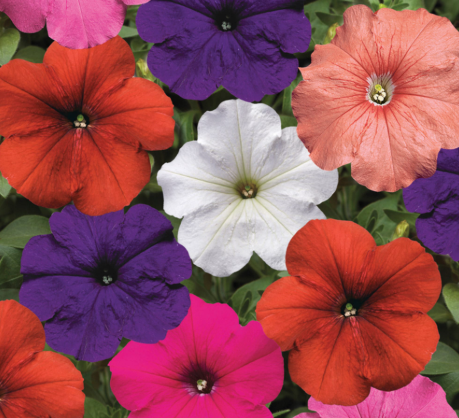 Petunia.png