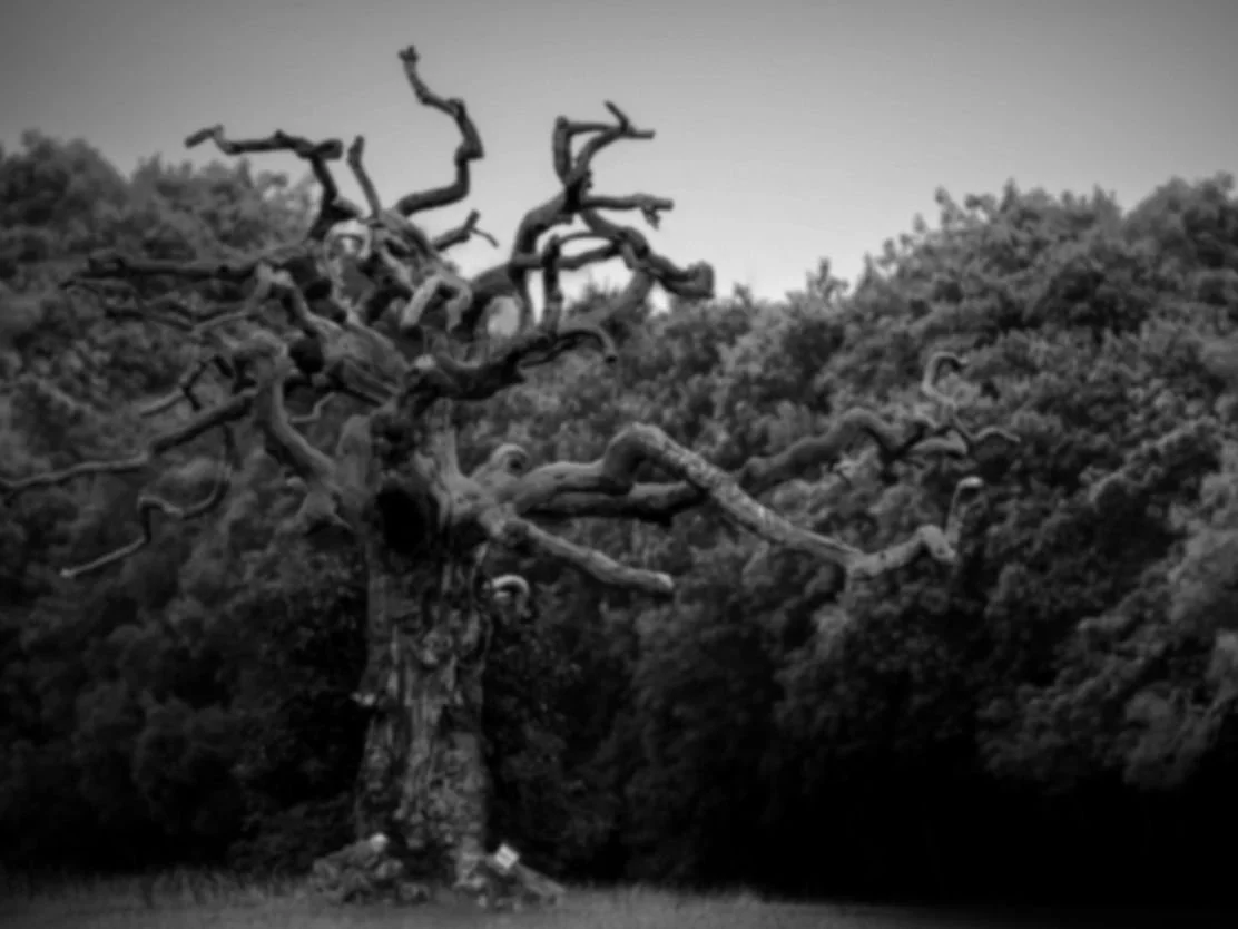 4---The-Dead-Tree.jpg