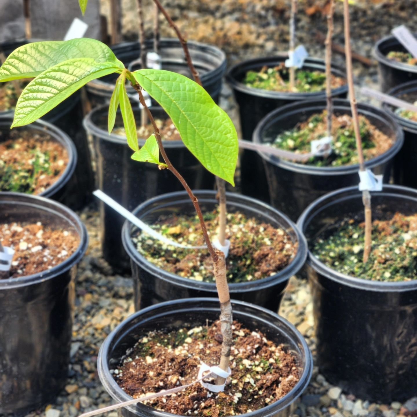 &quot;If you pick a paw paw or a prickly pear...&quot; The next generation of pawpaw trees! Cultivated varieties from Hidden Springs Nursery (first pic) grown from seed from fruit at West farm nursery (second pic)

#pawpaw #cidery #craftcider
#pinkbo