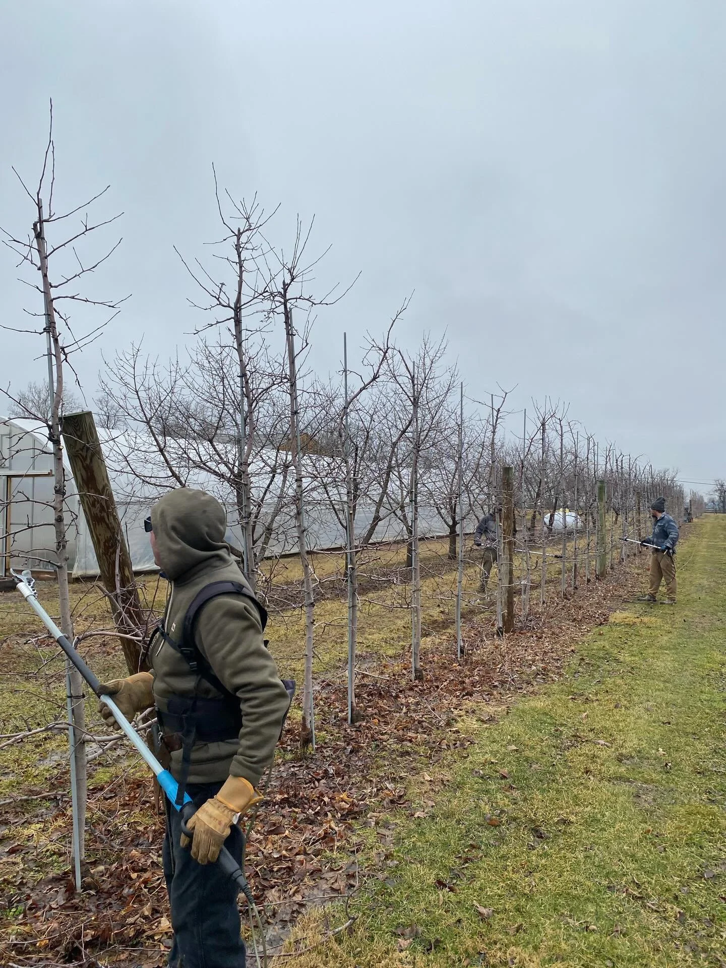 Pruning is an all-weather task this time of year, but we sure do prefer it when it&rsquo;s sunny!  Come get your weekly apples &amp; soak up some rays the next few days 🍎 ☀️. 

#appleorchard #buckscountyfarm #pruning #sunshinemonday #meetatmanoffs