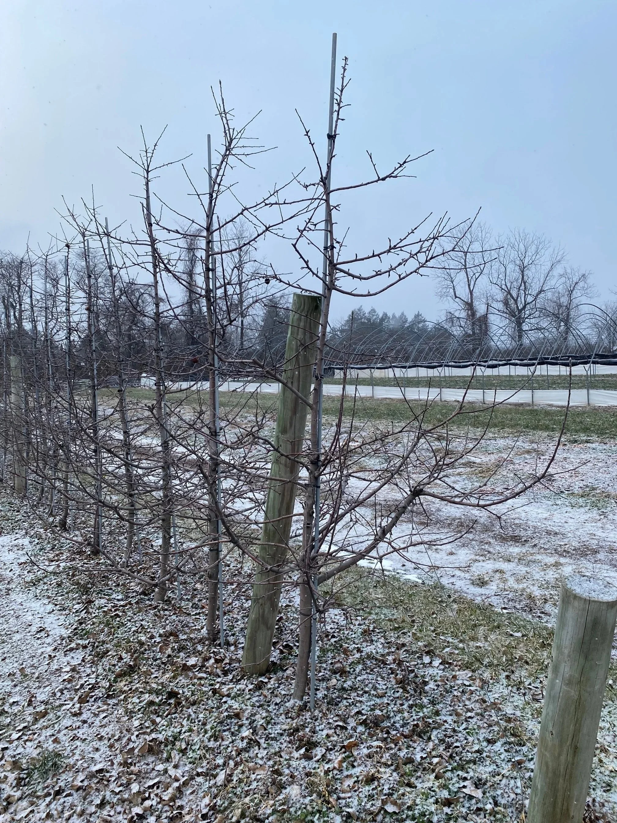 Grafting Workshop (please register)