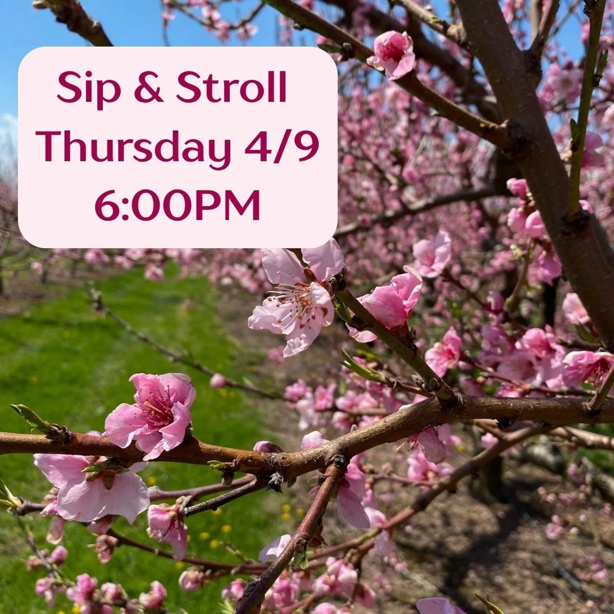 The blossoms really liked all that warm weather last week and are starting to show off their springtime best. Join us for an evening orchard walk this Thursday at 6pm. Glass of cider included. $15 Cider Club, $25 General Public. RSVP at manoffmarketg