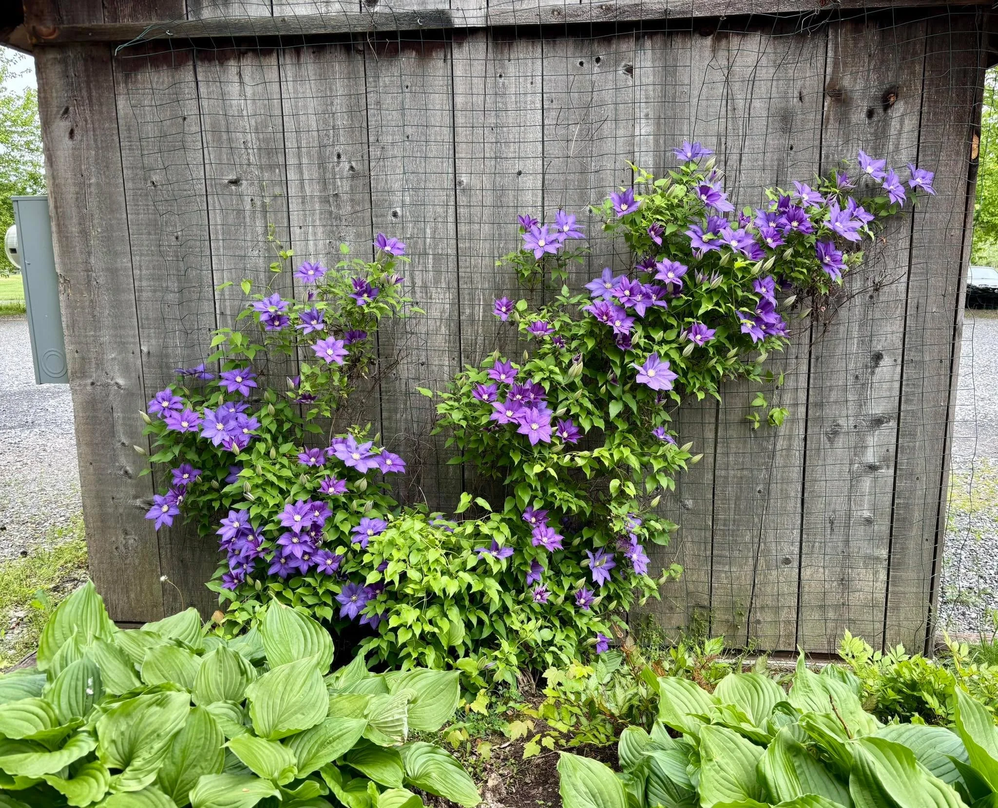 Rainy days and Mondays&hellip;. But then there&rsquo;s the clematis 😊