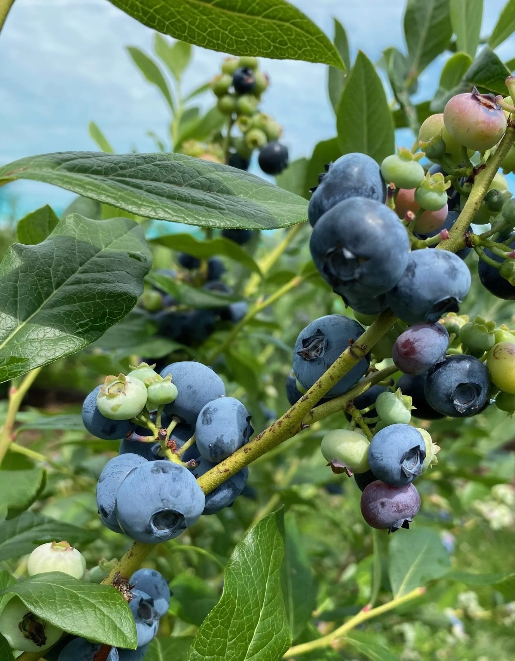 It&rsquo;s prime time for our Pick Your Own blueberry patch.  This week is the week, and the earlier you can come the better to beat the heat.  Today until 3pm, tomorrow 10-3, Wednesday-Saturday 10-5:30.  What&rsquo;s your favorite way to use blueber