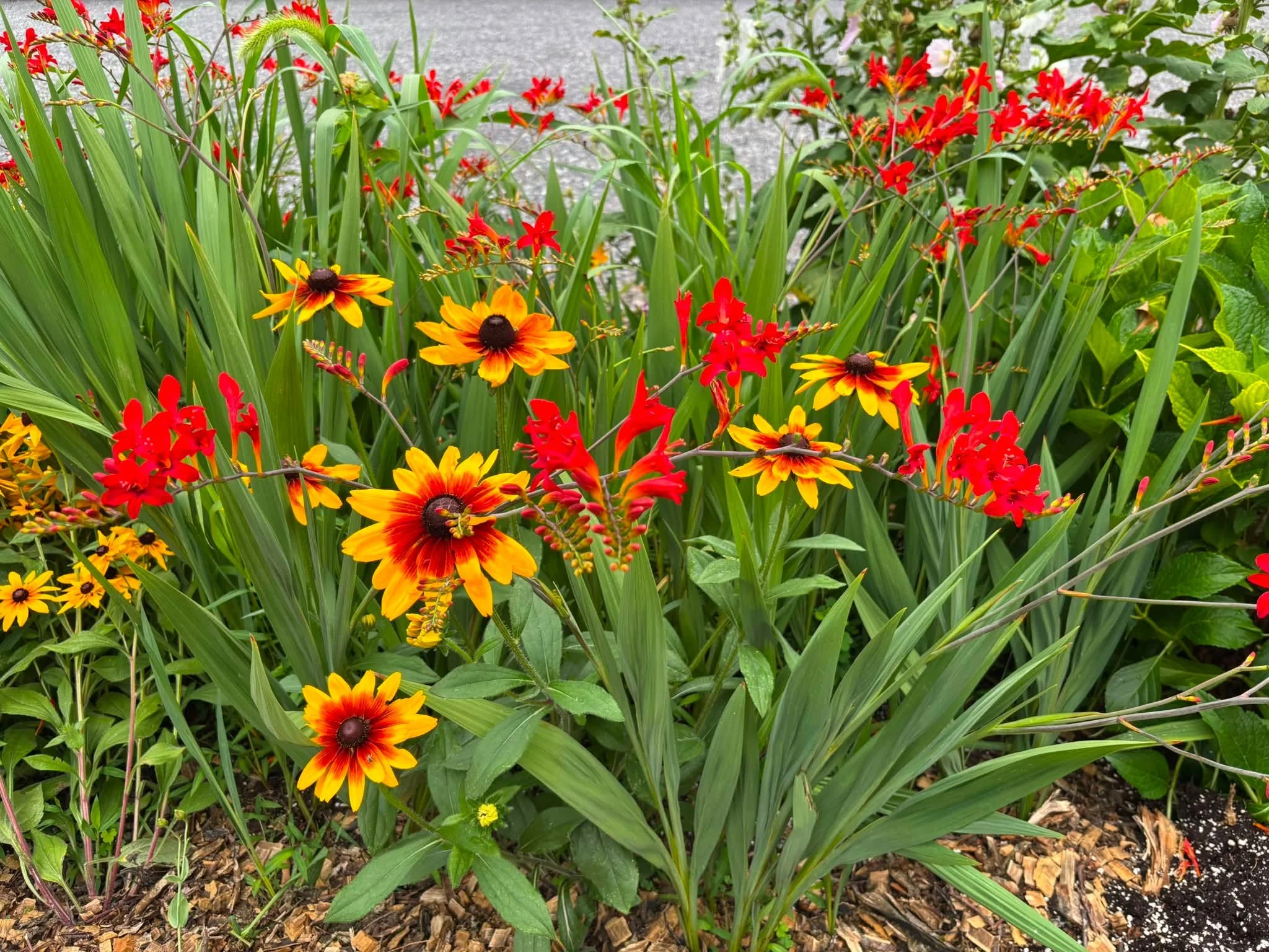 Love these colors. PYO flowers are starting&hellip;
