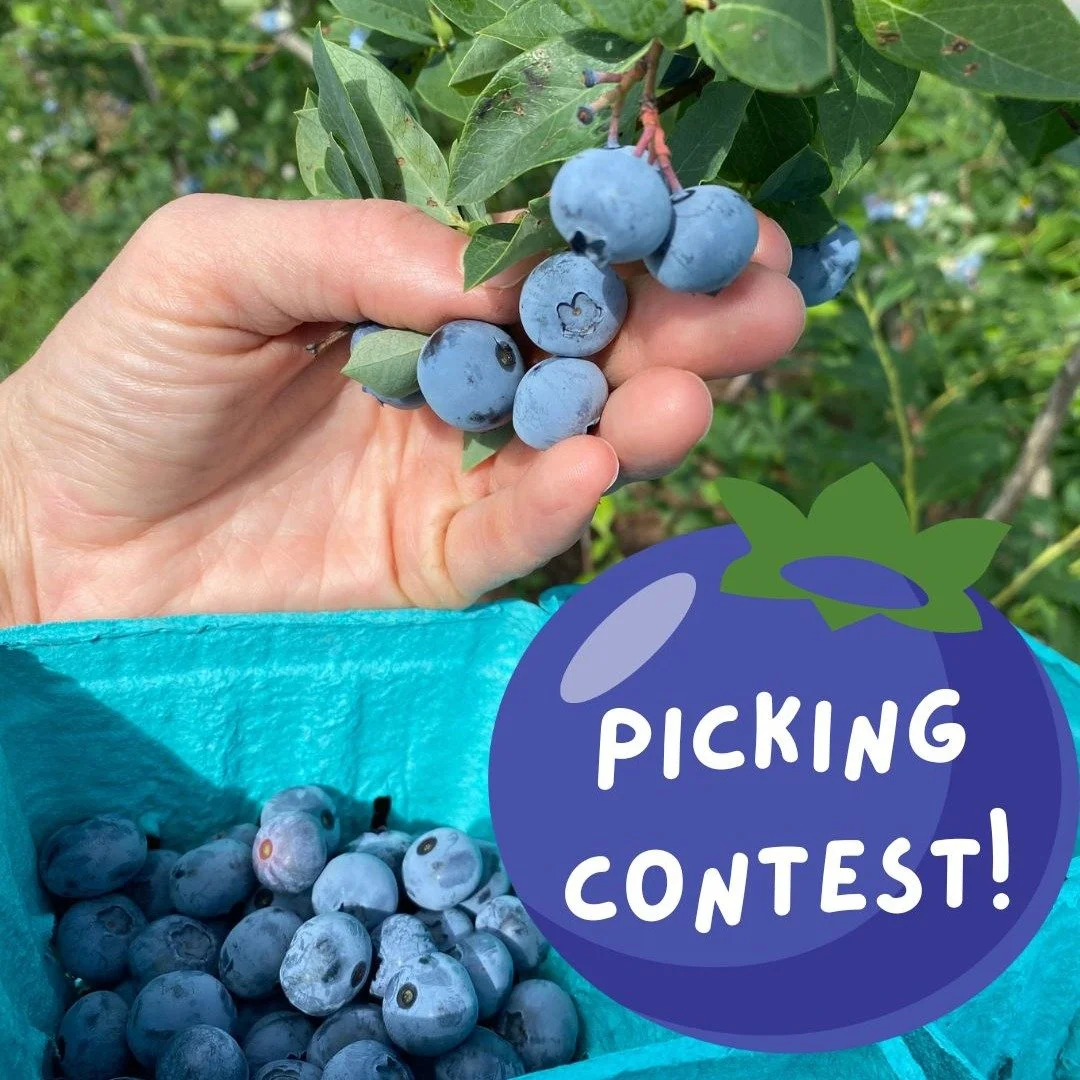 Are you a Pick-Your-Own wizard? Today and tomorrow in the market, we're tracking how many blueberries each of you pick, and prizes will be on the line. Don't miss the chance to add 
"Award-Winning Blueberry Picker" to your resume. #pyoblueb