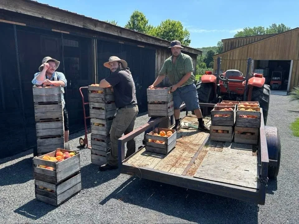Loring peaches from the tops of the trees! Run, don&rsquo;t walk&hellip; 😎🍑