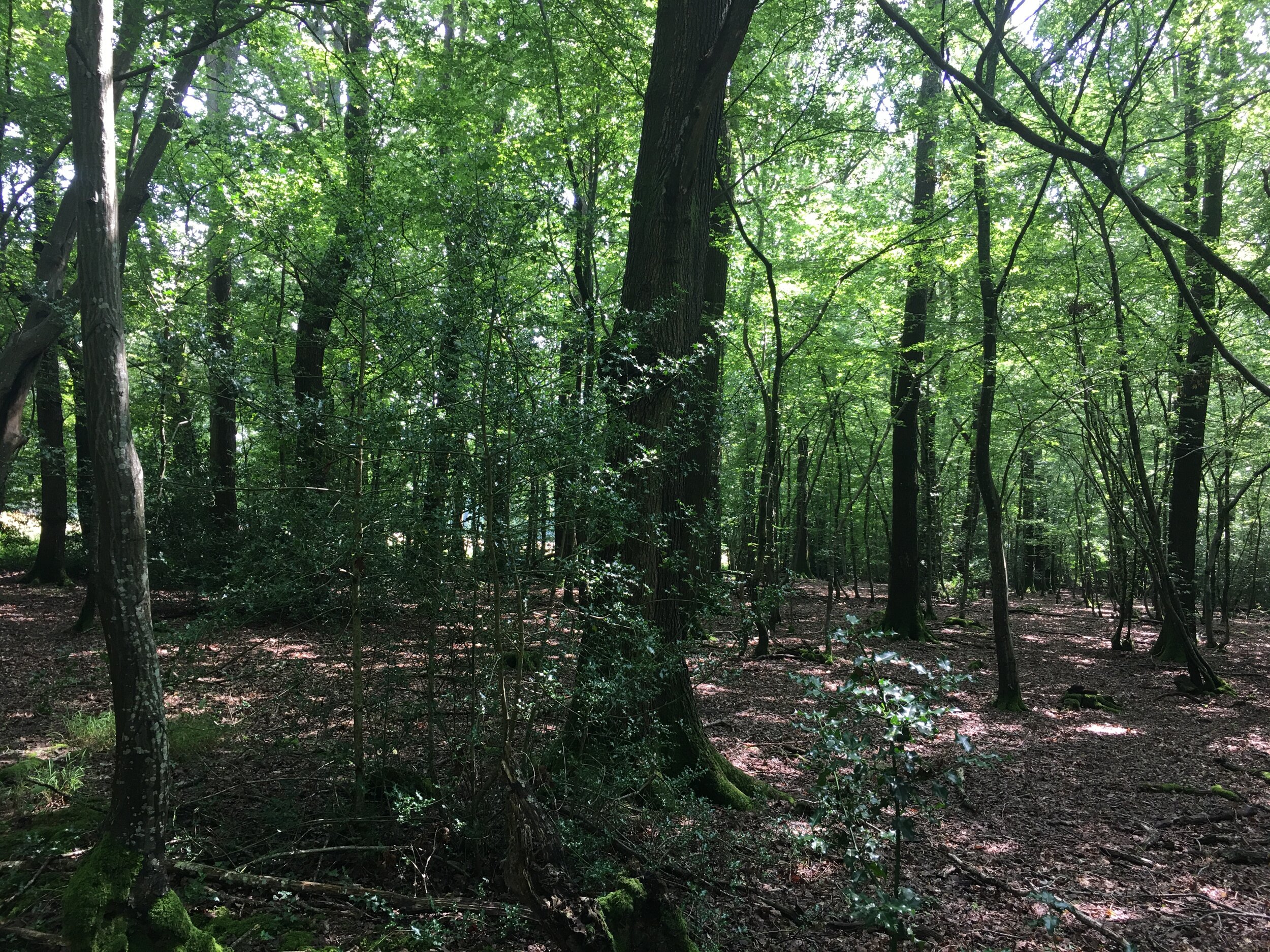 Introducing our Rewilding Project!