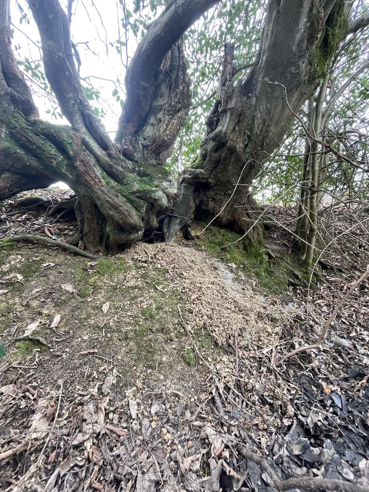 Setting Up Trail Cameras