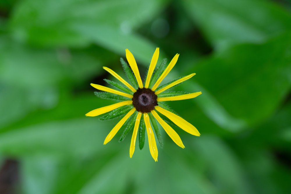 yellow daisy.jpg