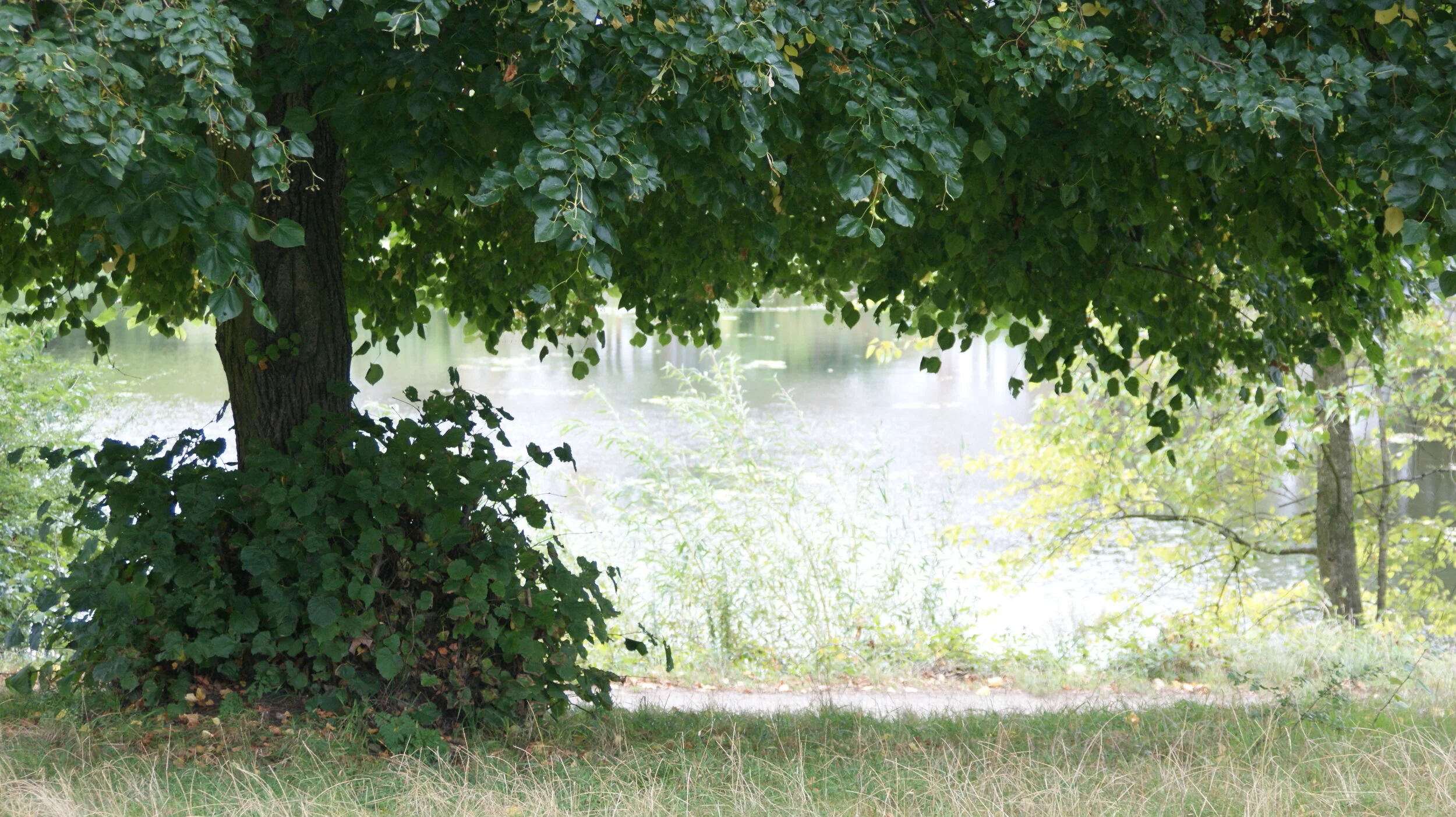 Lime Tree