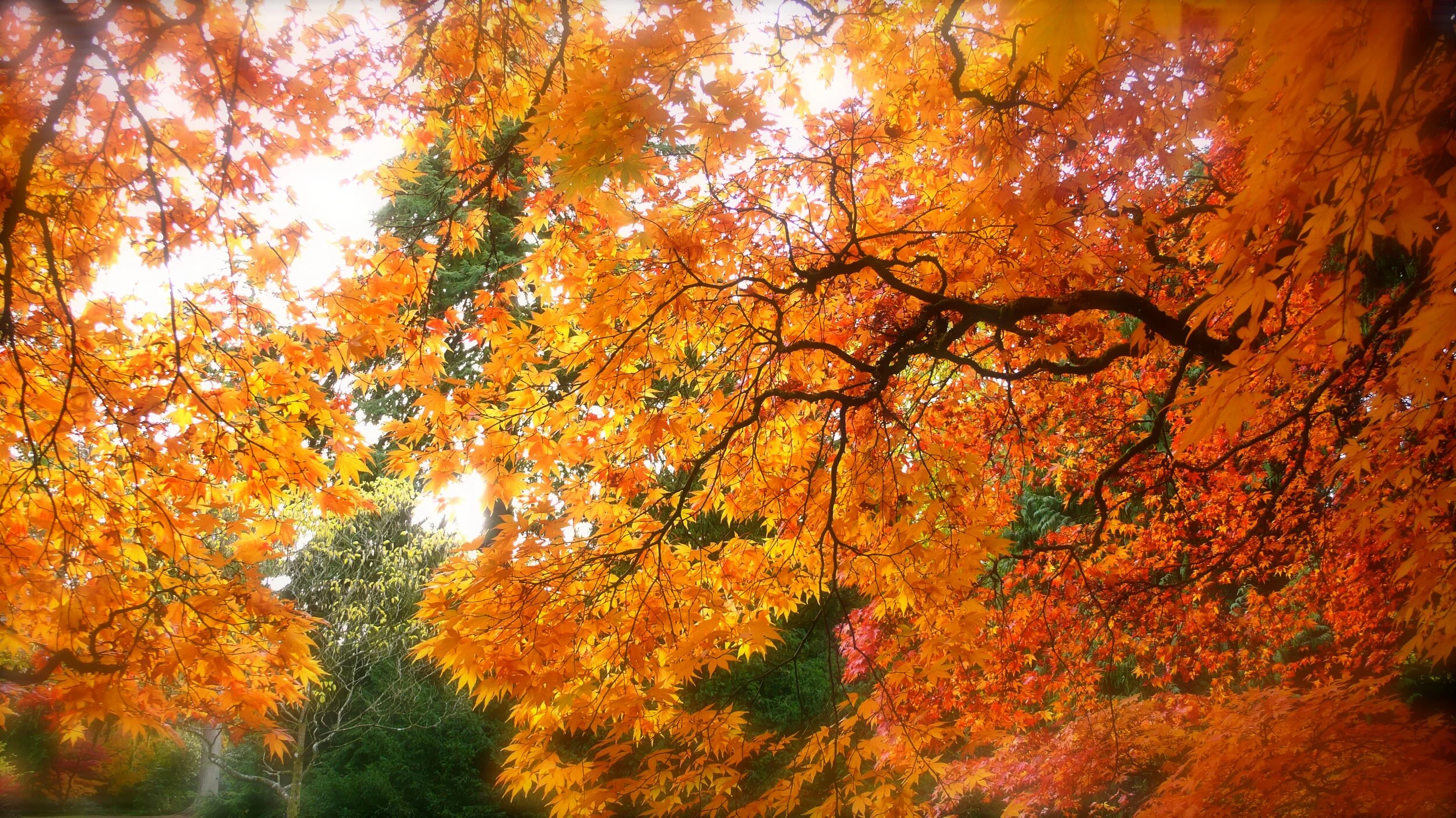 Maple Tree
