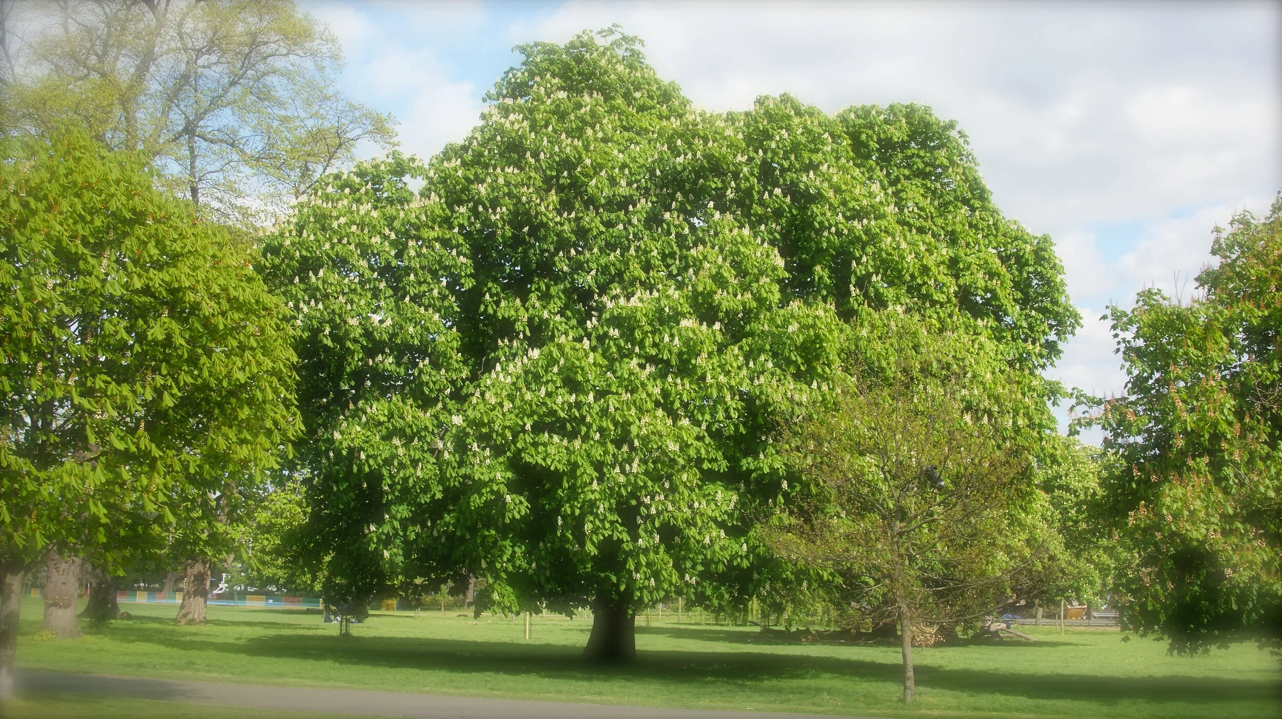 Chestnut Tree