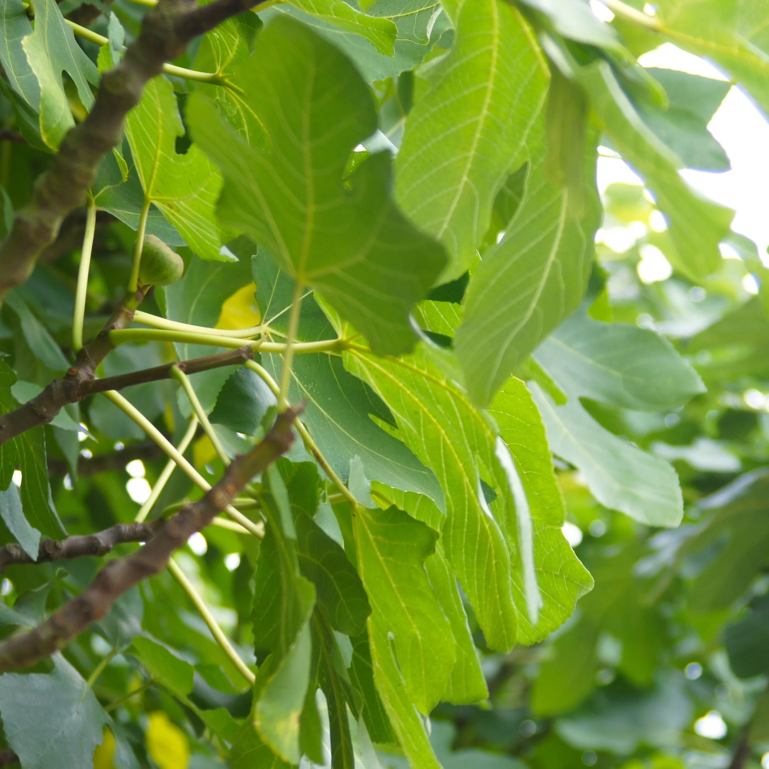 Fig Tree