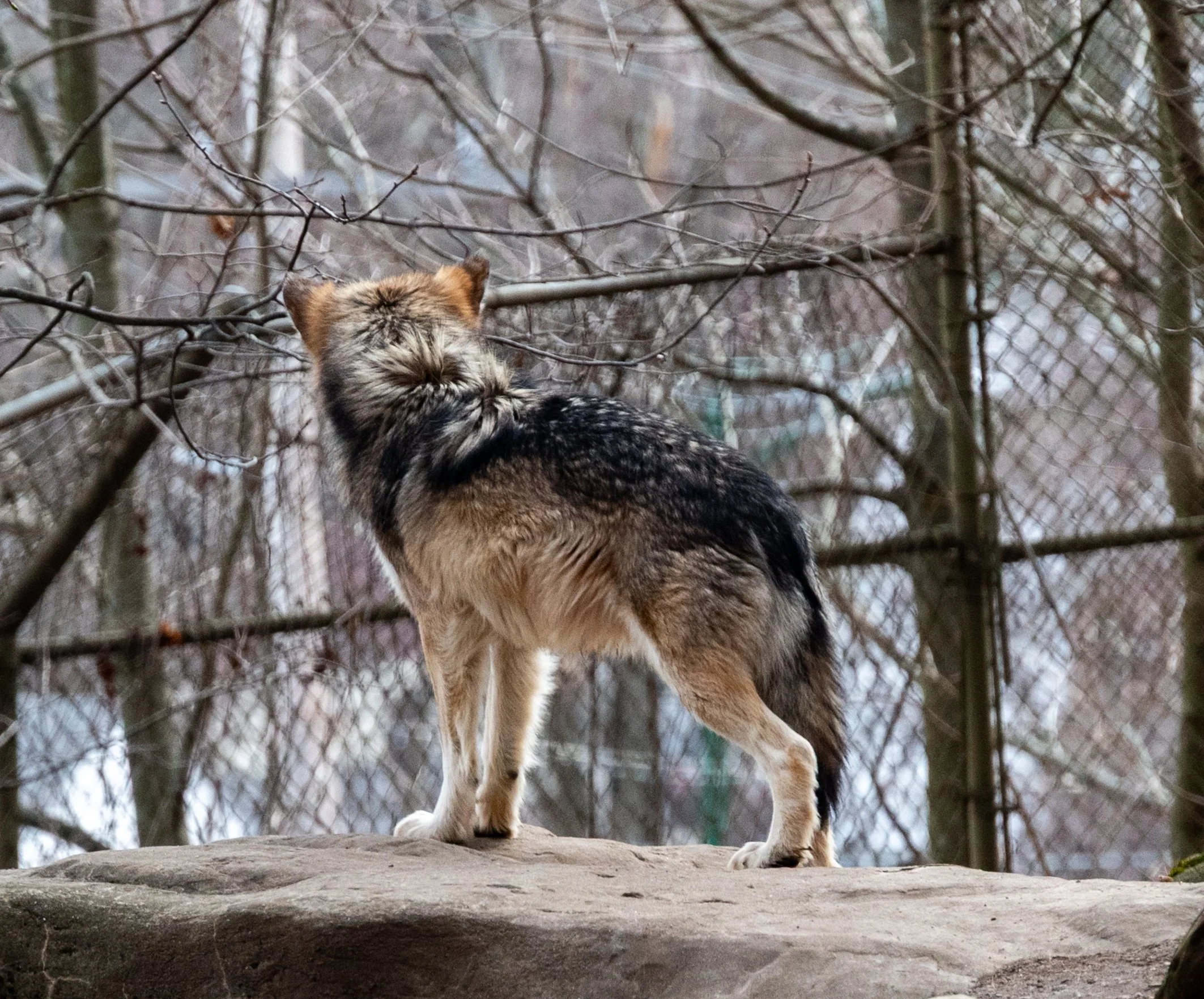 DSC_3628.jpg