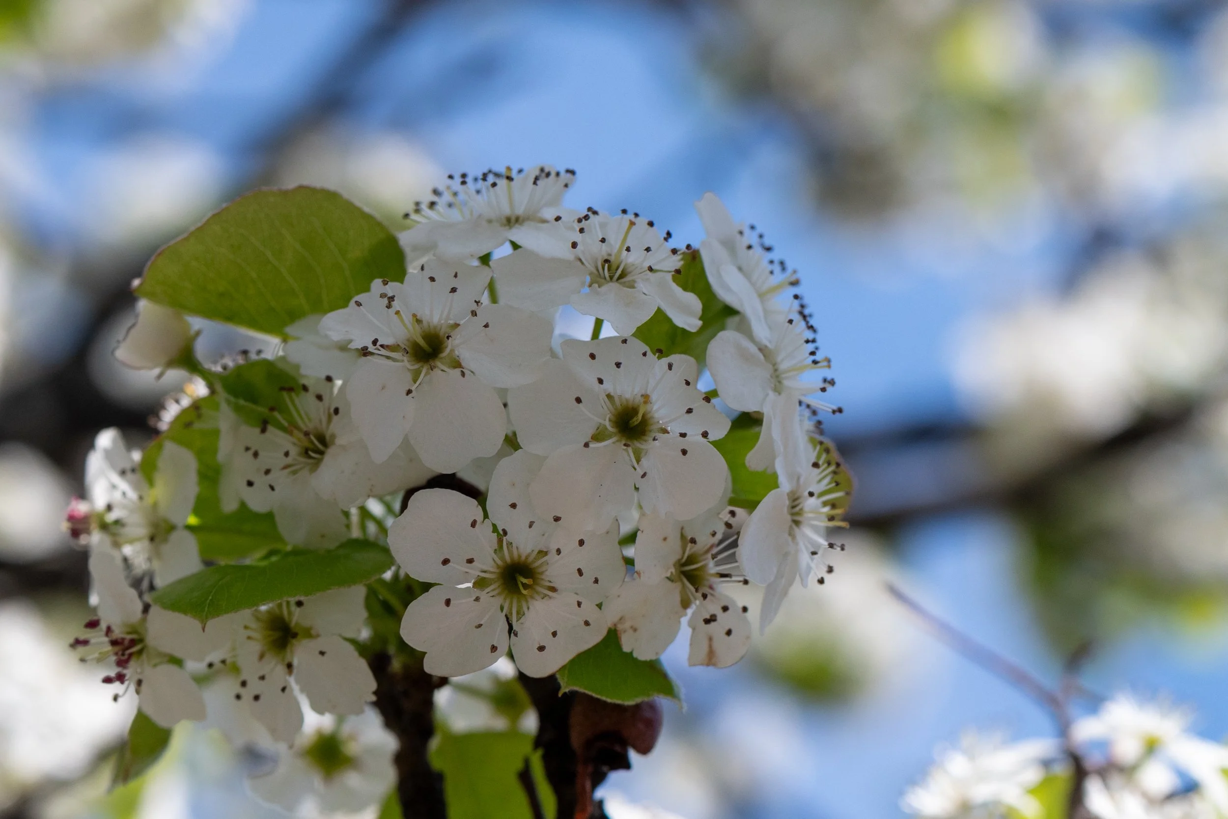 DSC_8846.jpg