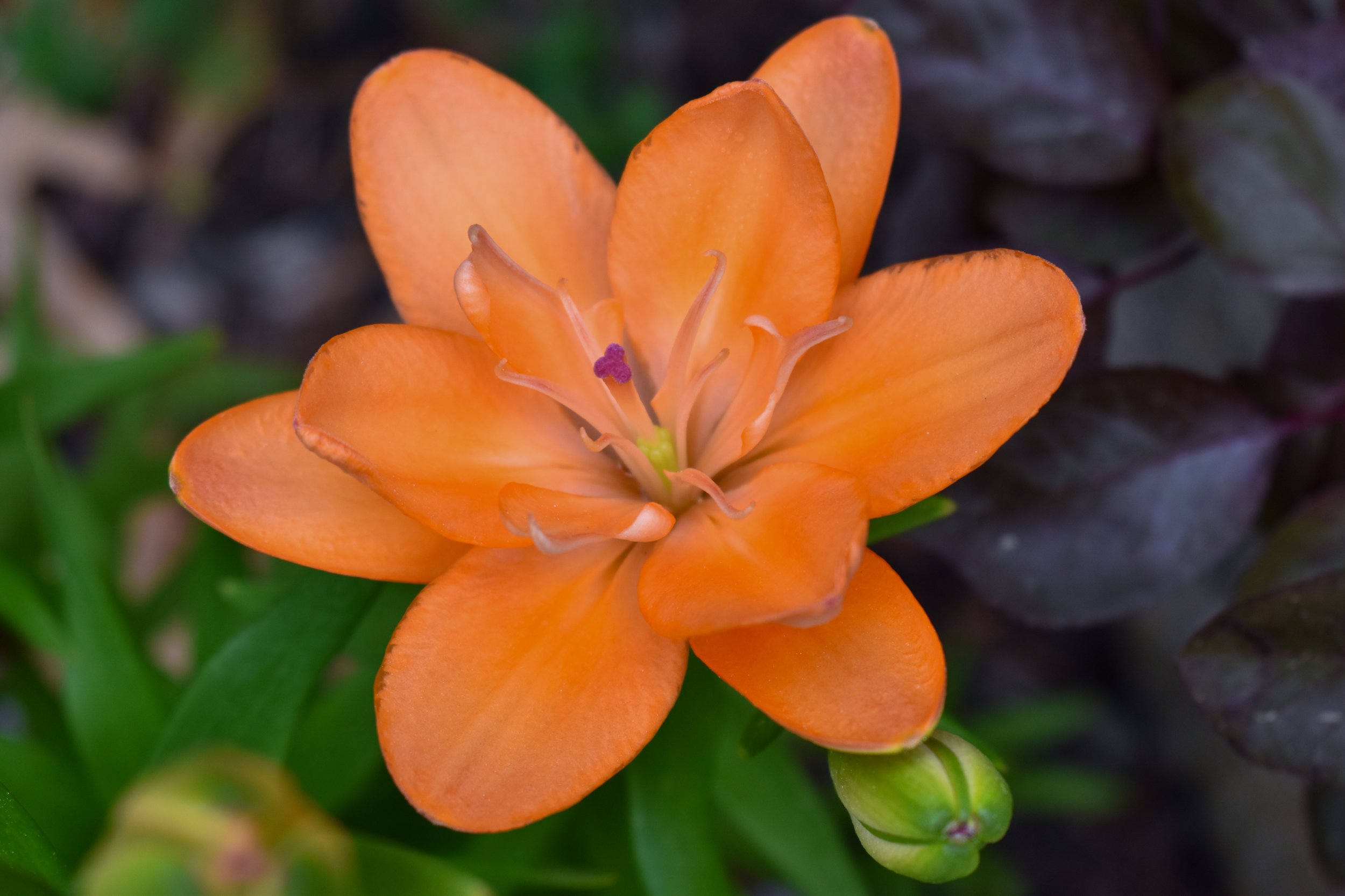 DSC_0521.jpg