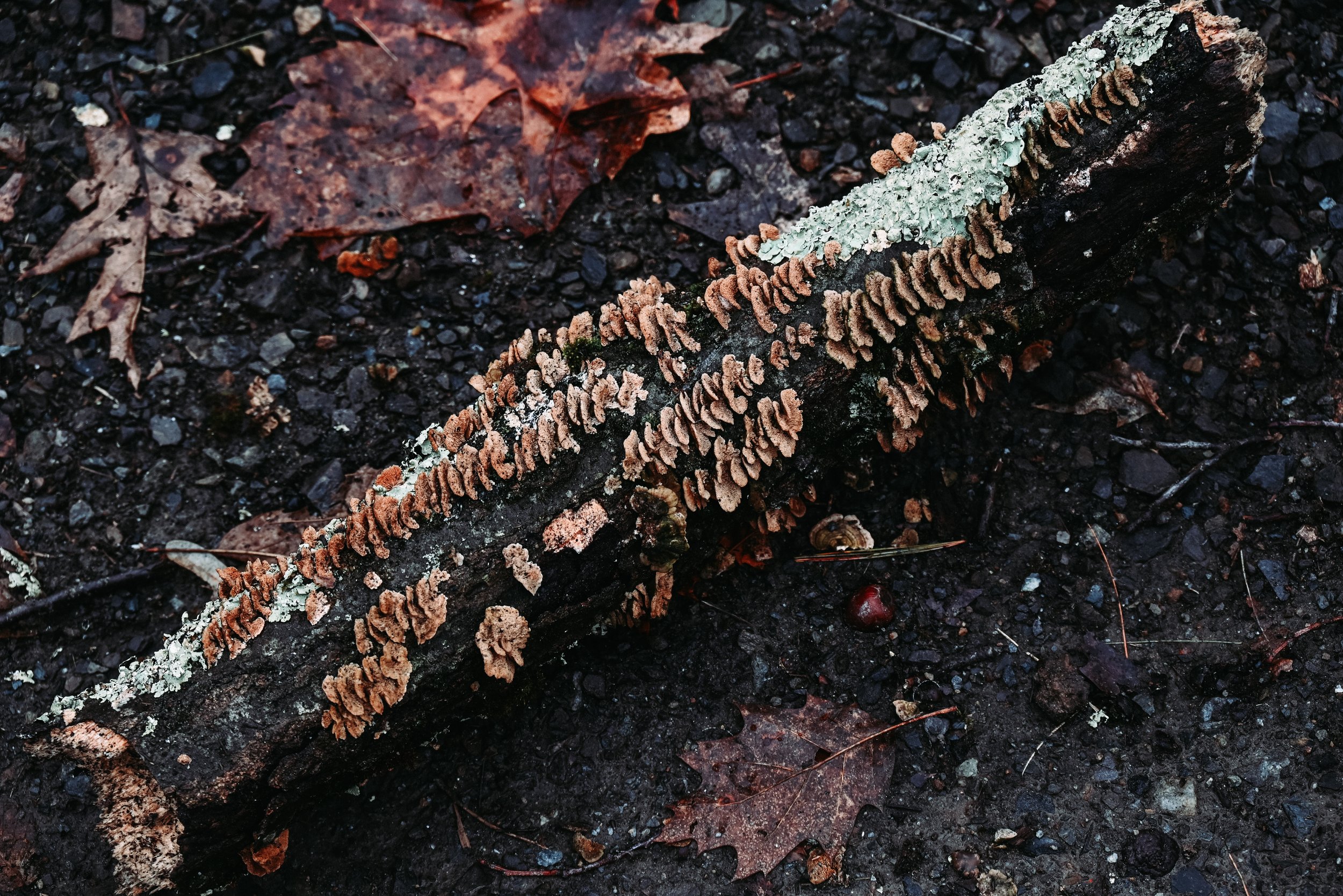 DSC_6530.jpg