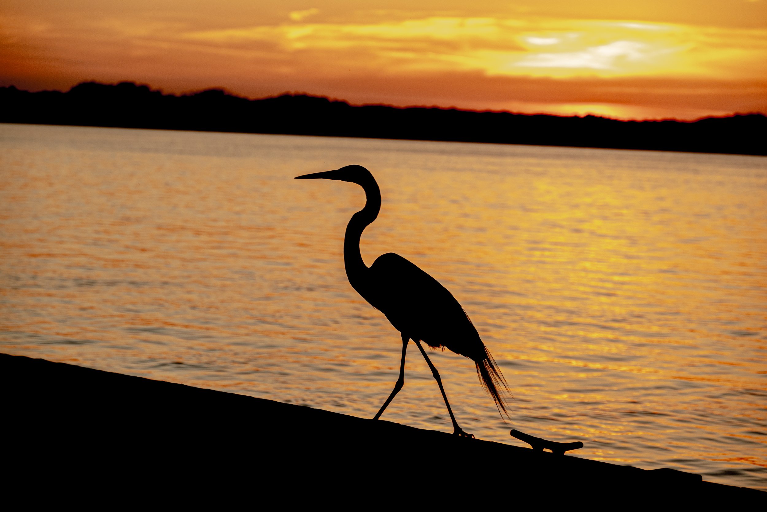 Copy of DSC_7642.jpg