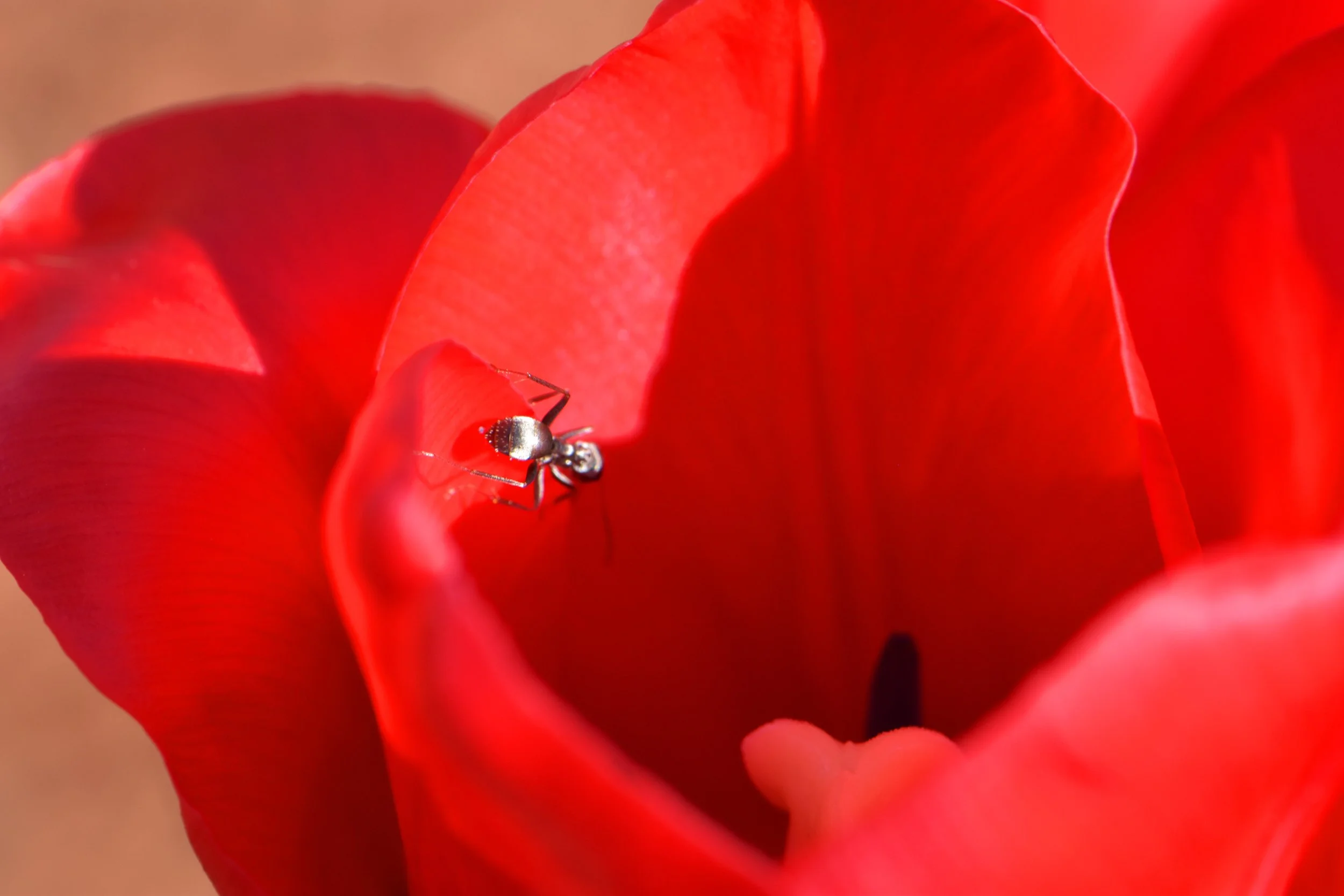 Macro 4.jpg