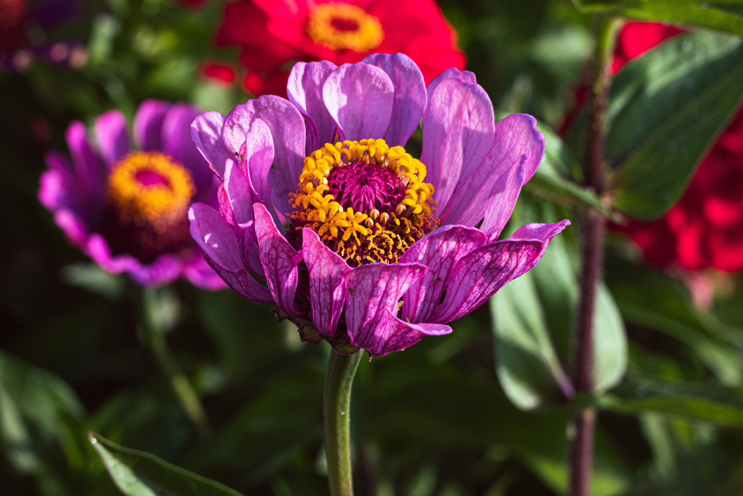 15_DSC_4000.jpg
