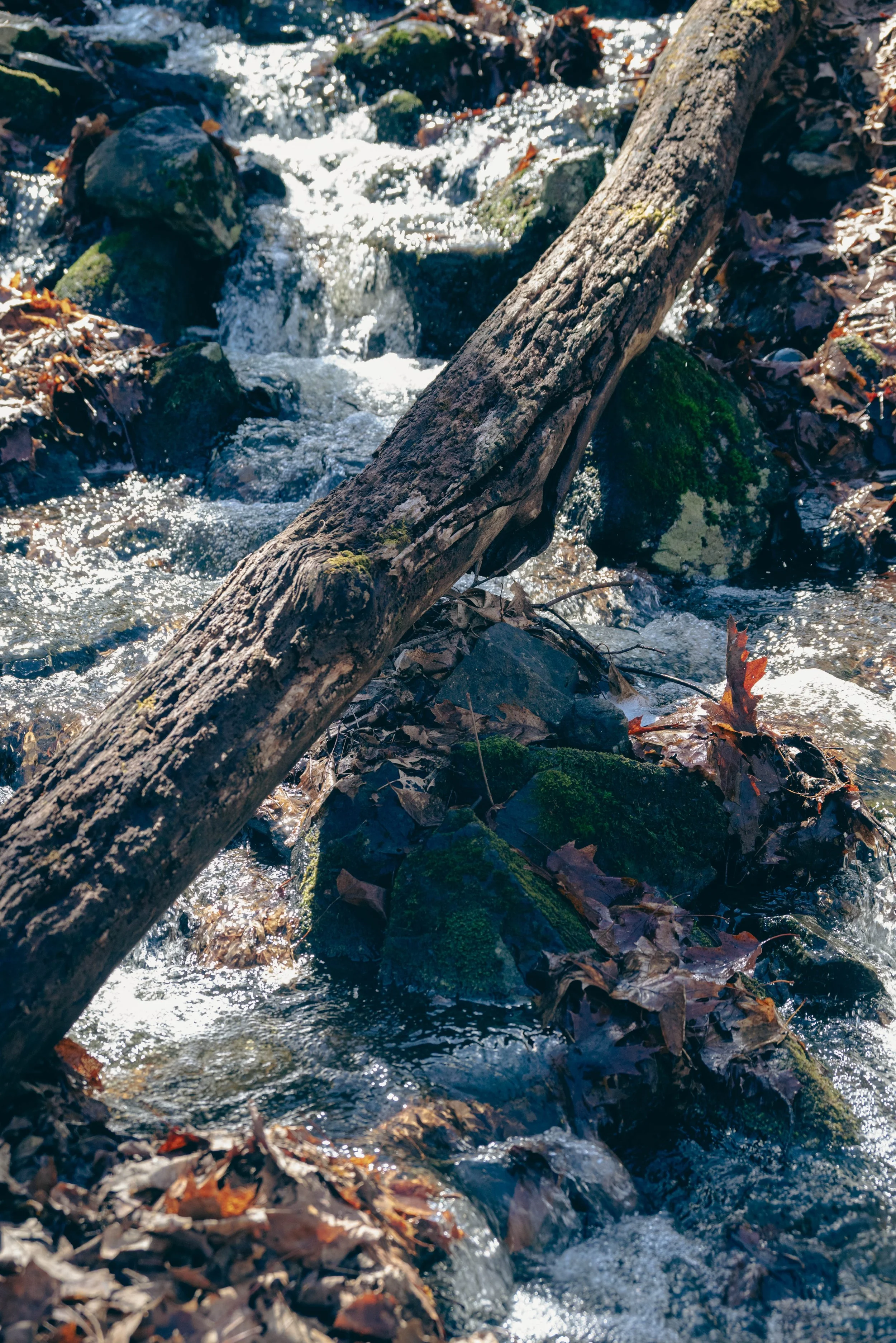 DSC_0241-2.jpg