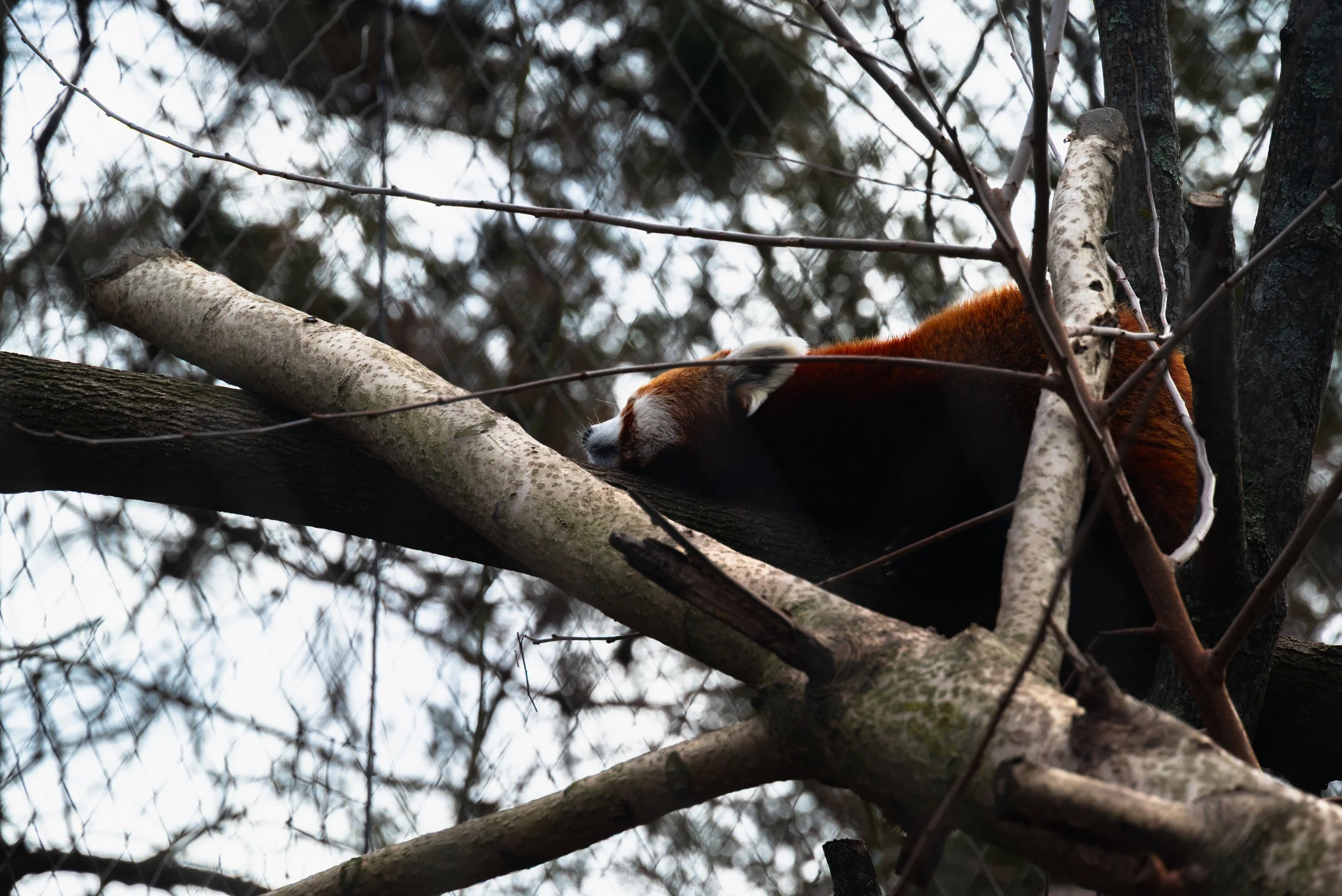 DSC_0547-2.jpg
