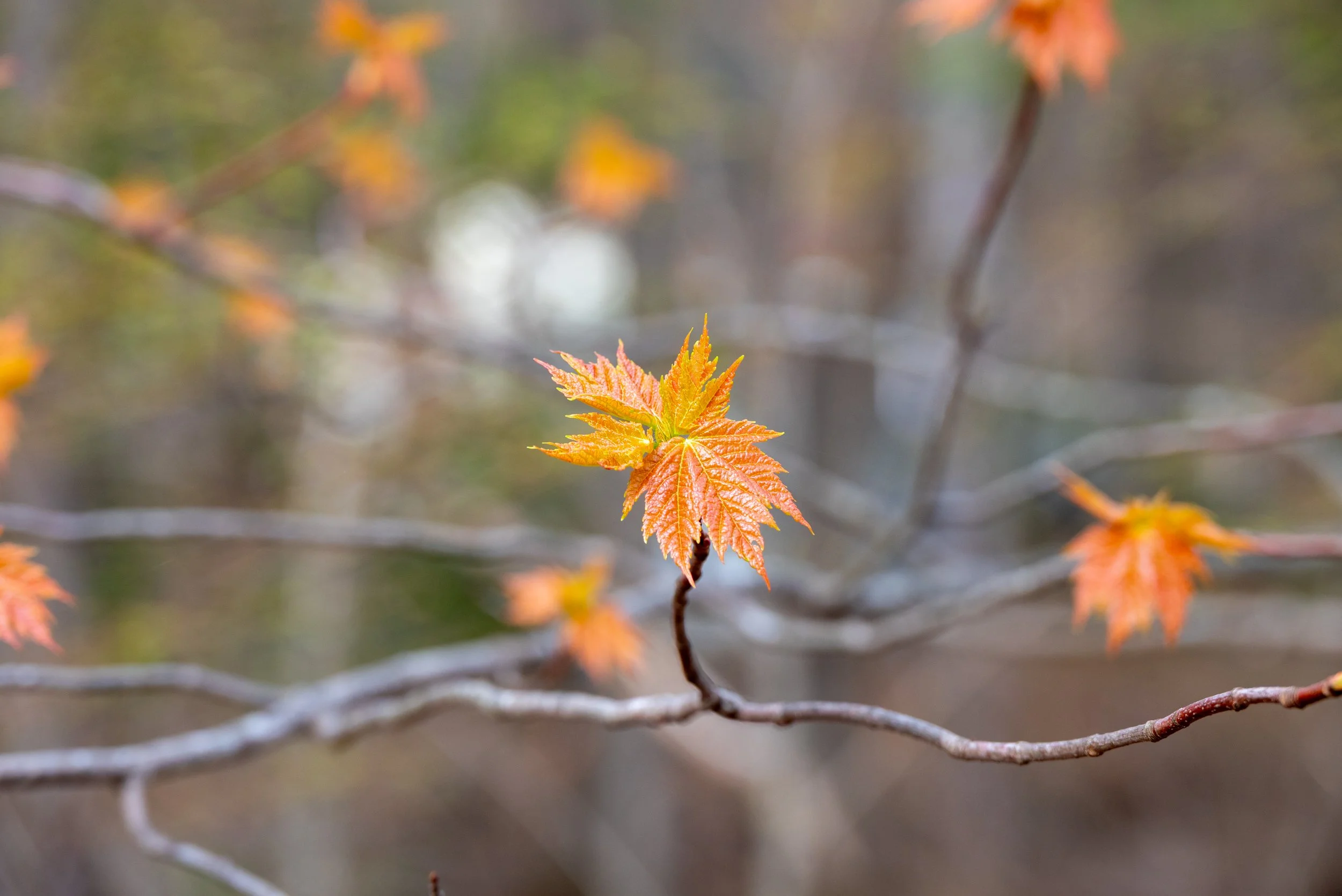 Nature 18.jpg