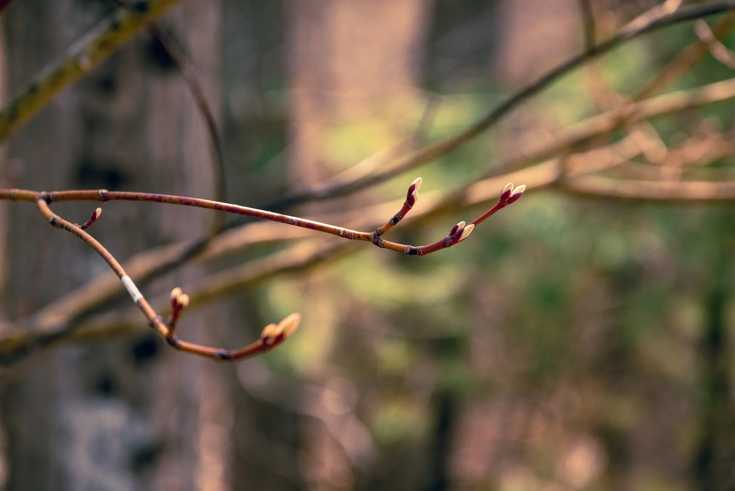 DSC_1308-3.jpg