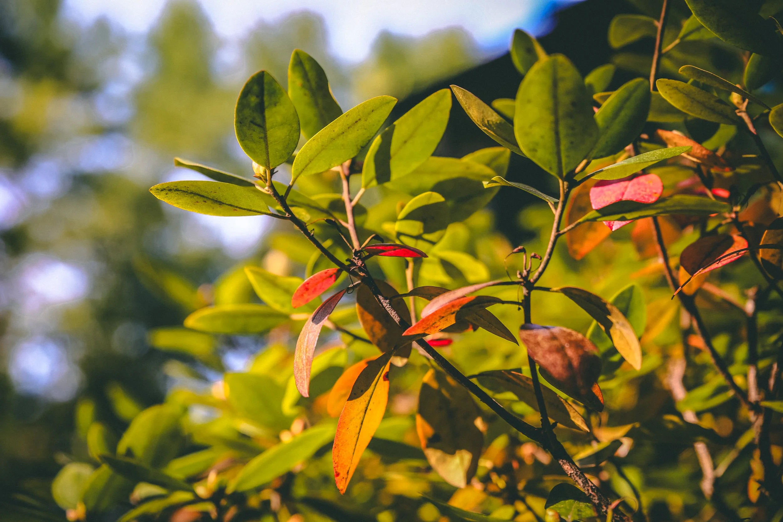 Lian Piccione Nature