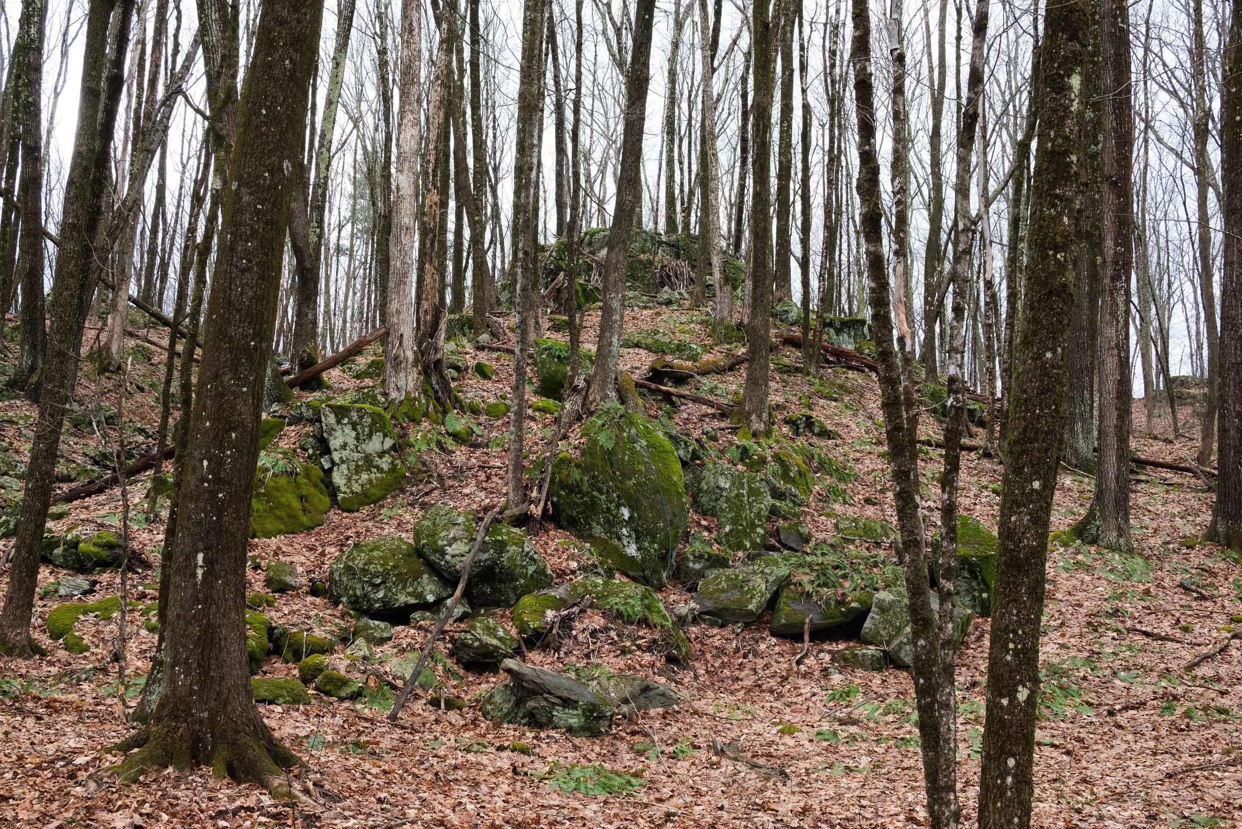DSC_4331.jpg
