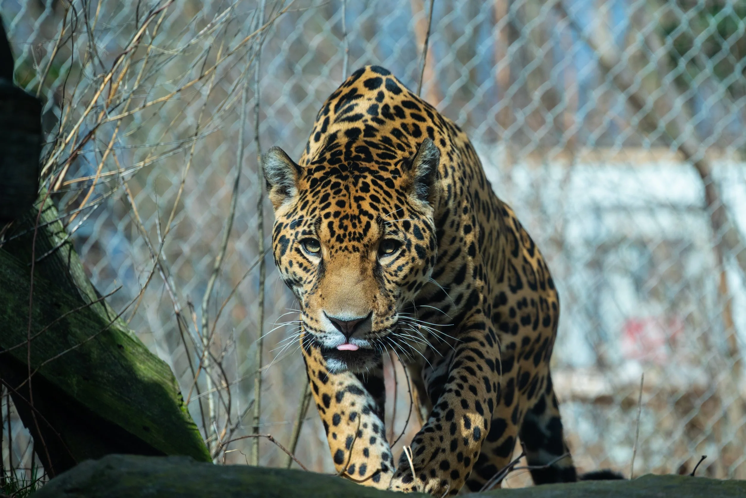DSC_9083-4.jpg