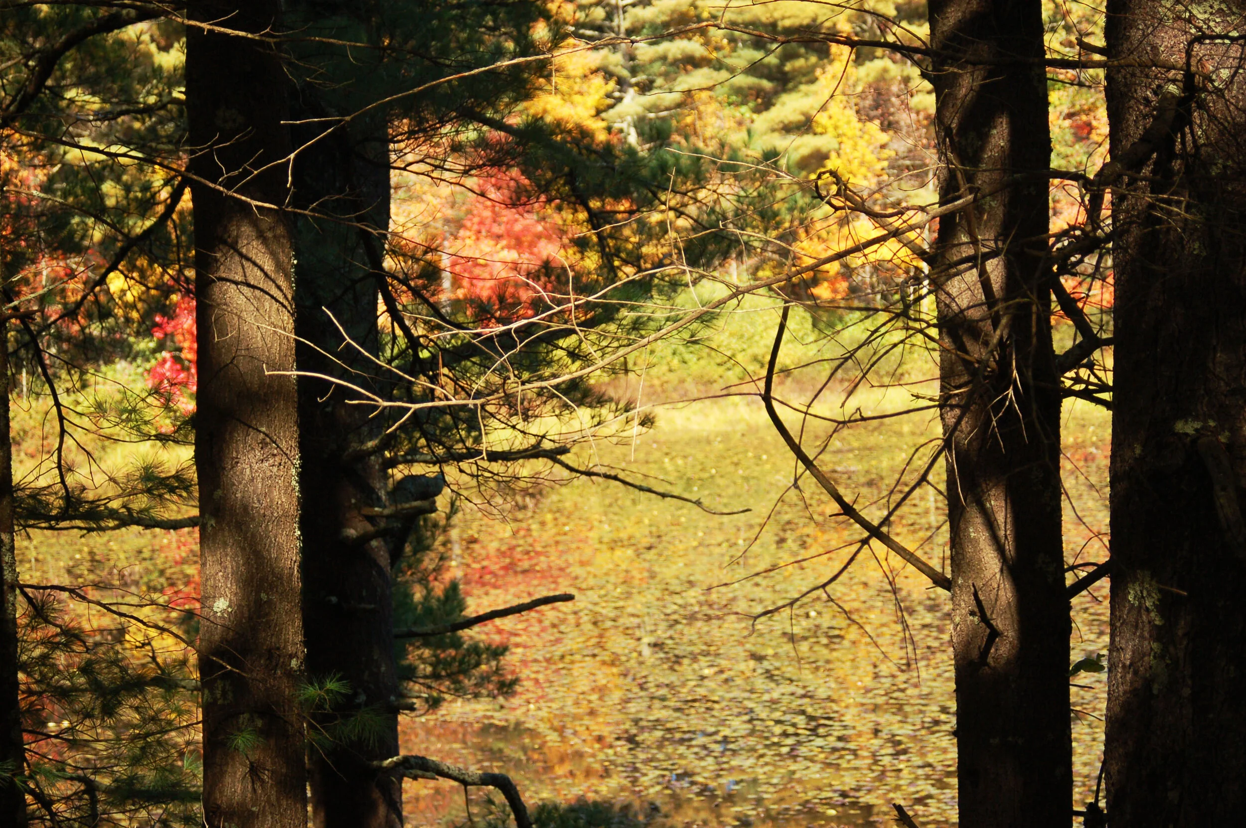 Shadows - Camera - 14x11.jpg
