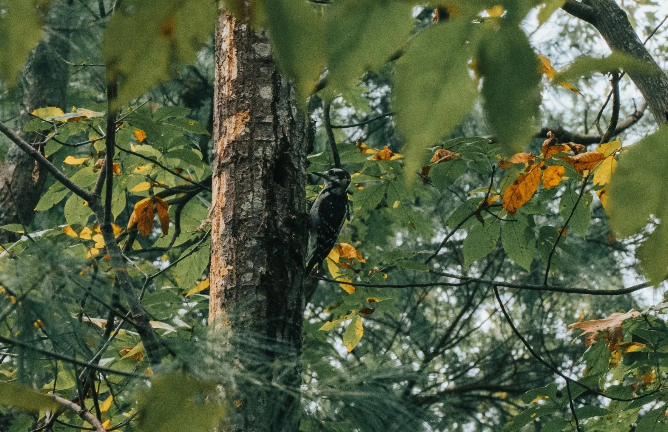 Lauren Zachas Nature