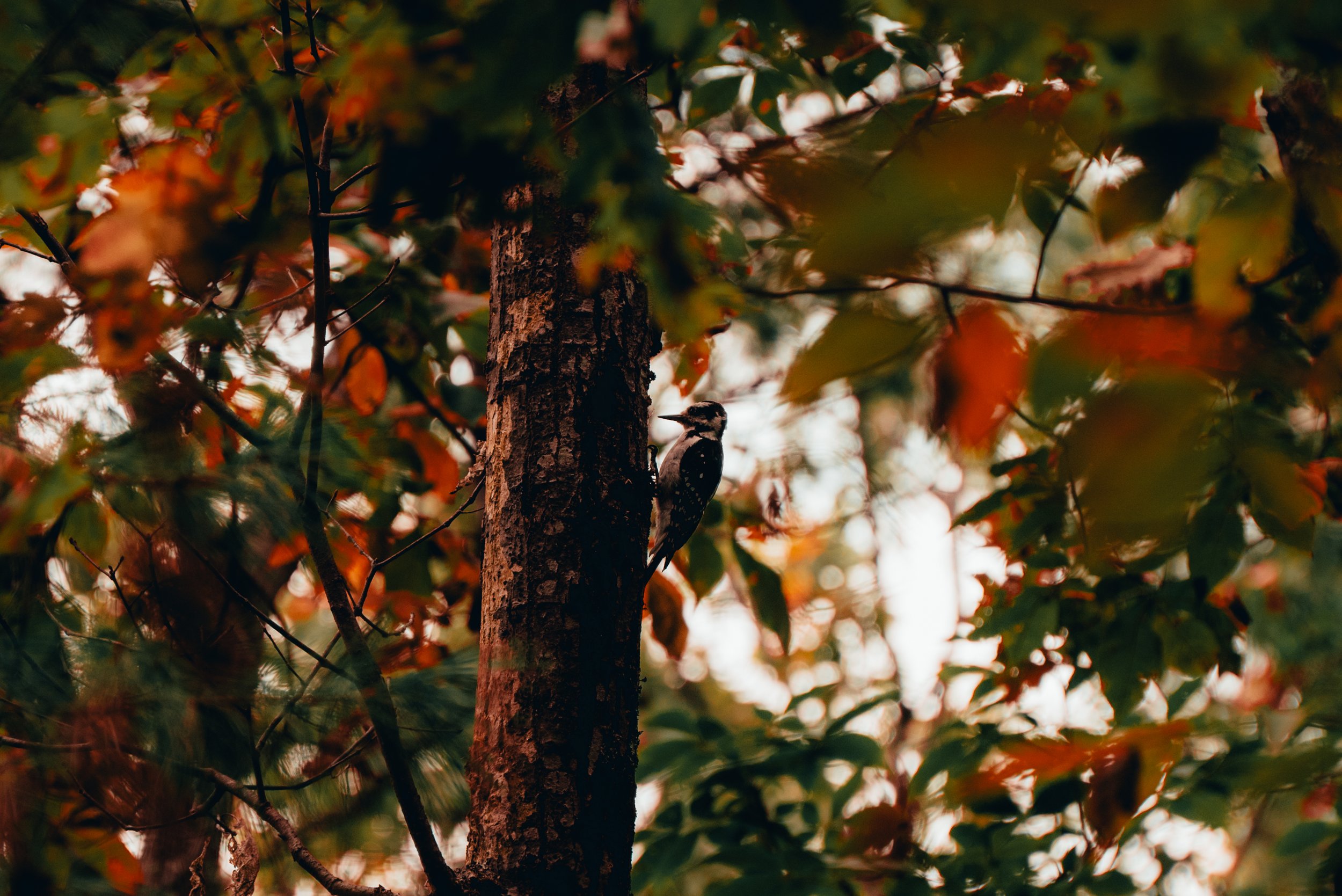 Dante Simione Nature