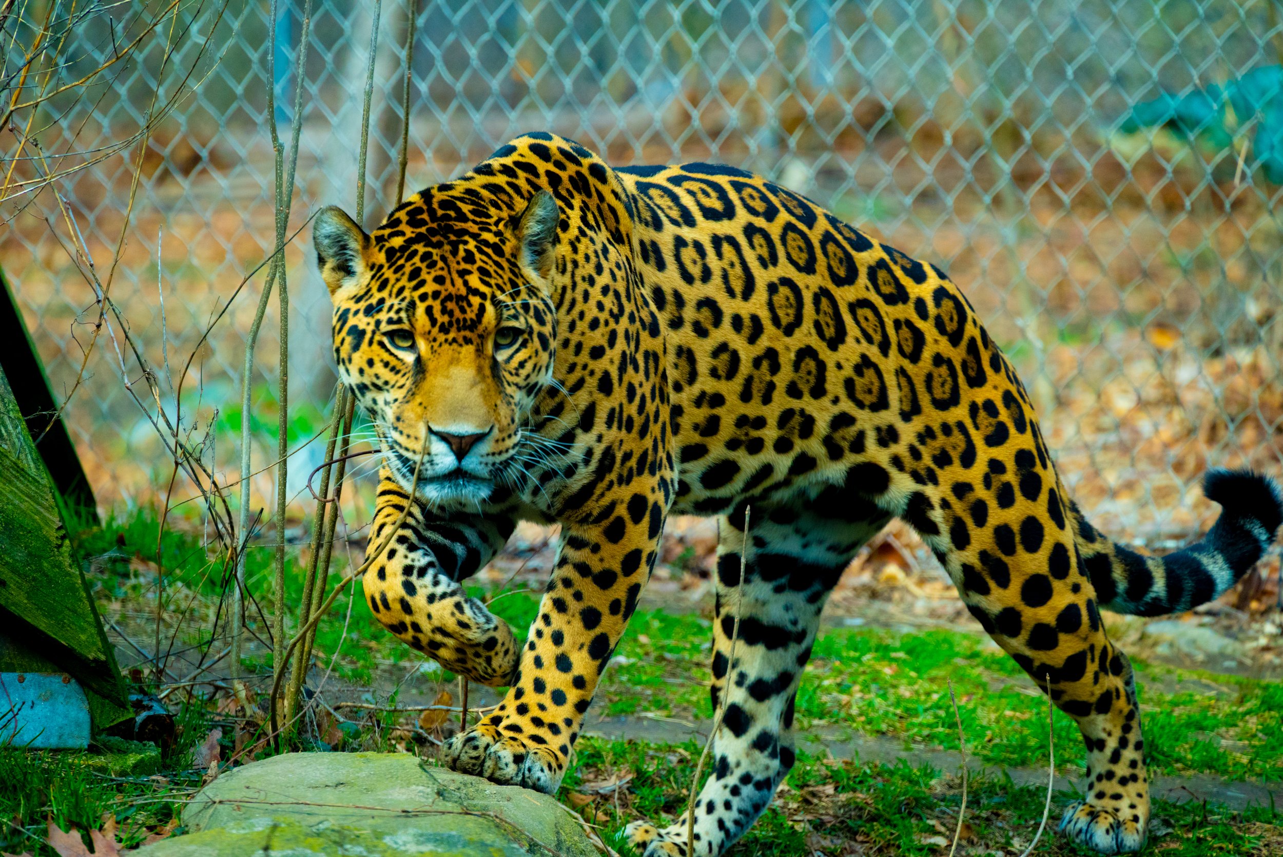 DSC_0467.jpg