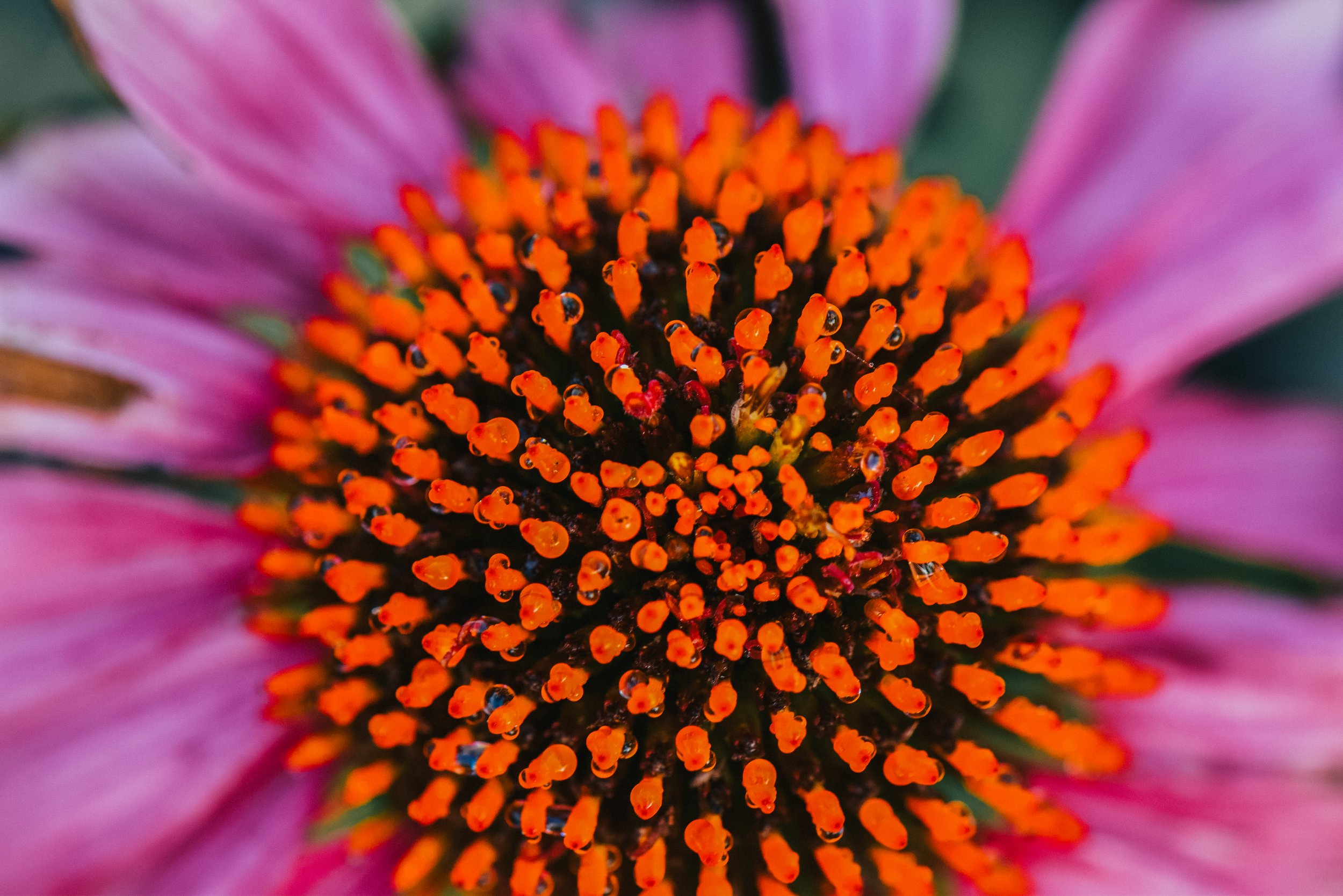 1_DSC_0026-2 copy.jpg