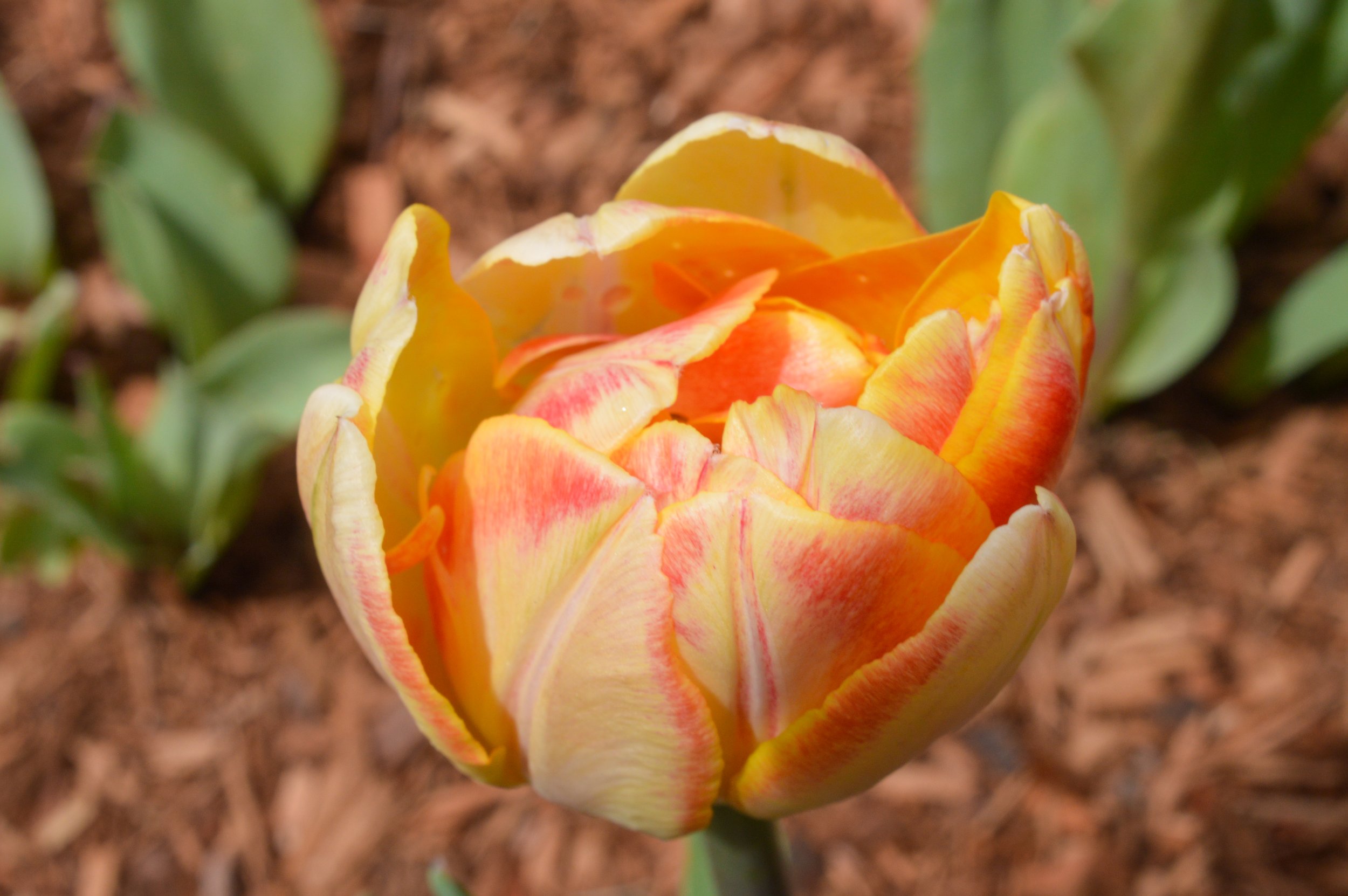 DSC_0046.jpg