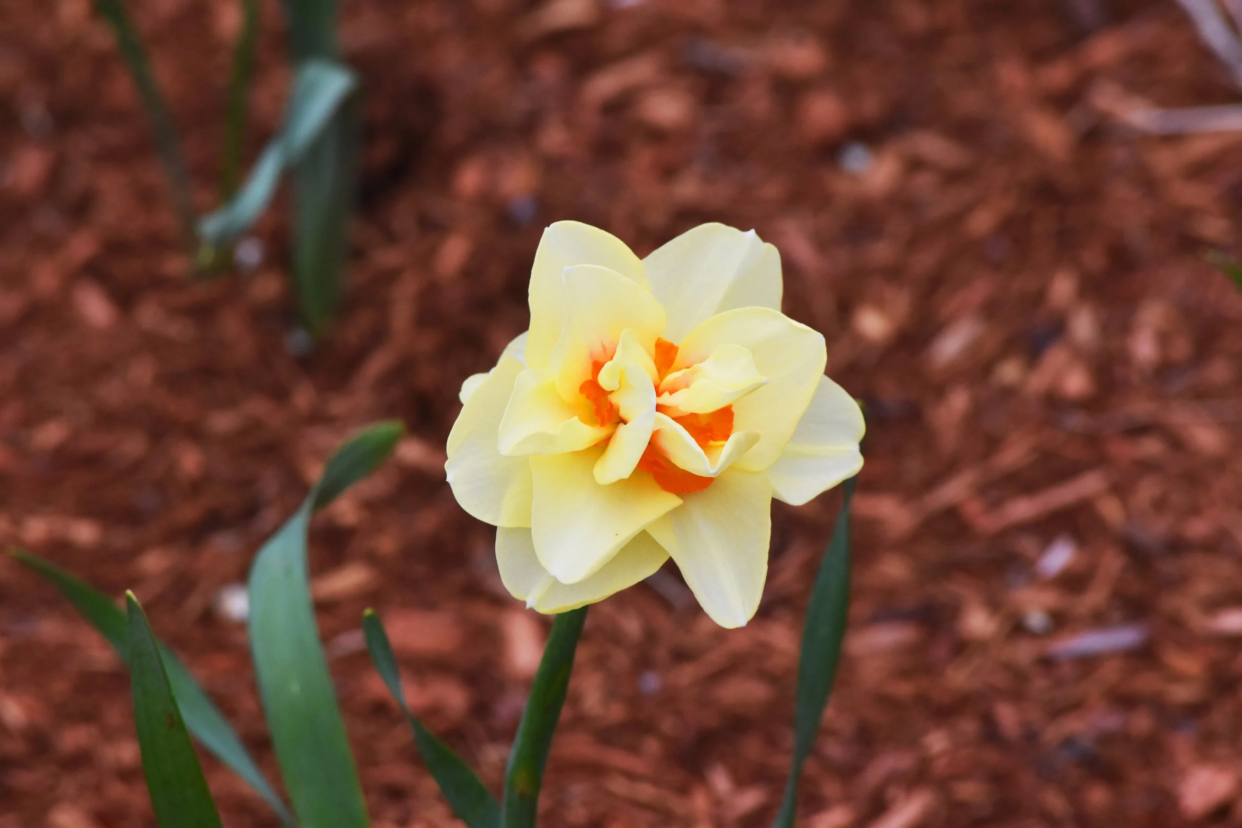DSC_00021.jpg