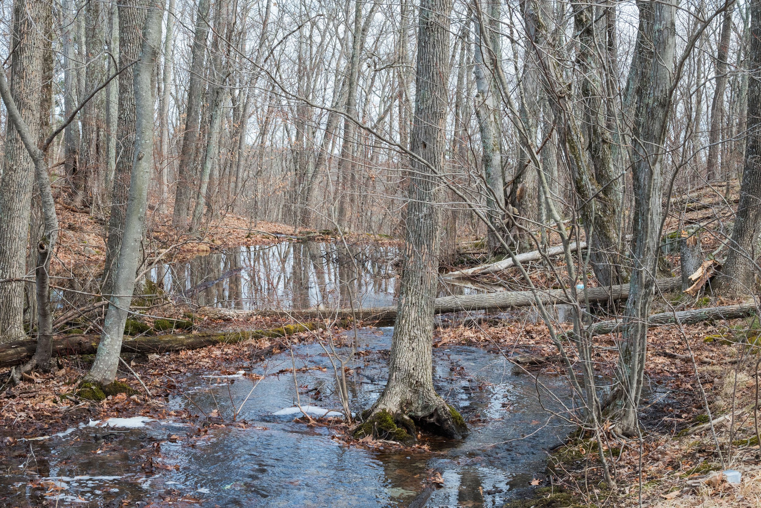 DSC_4578.jpg