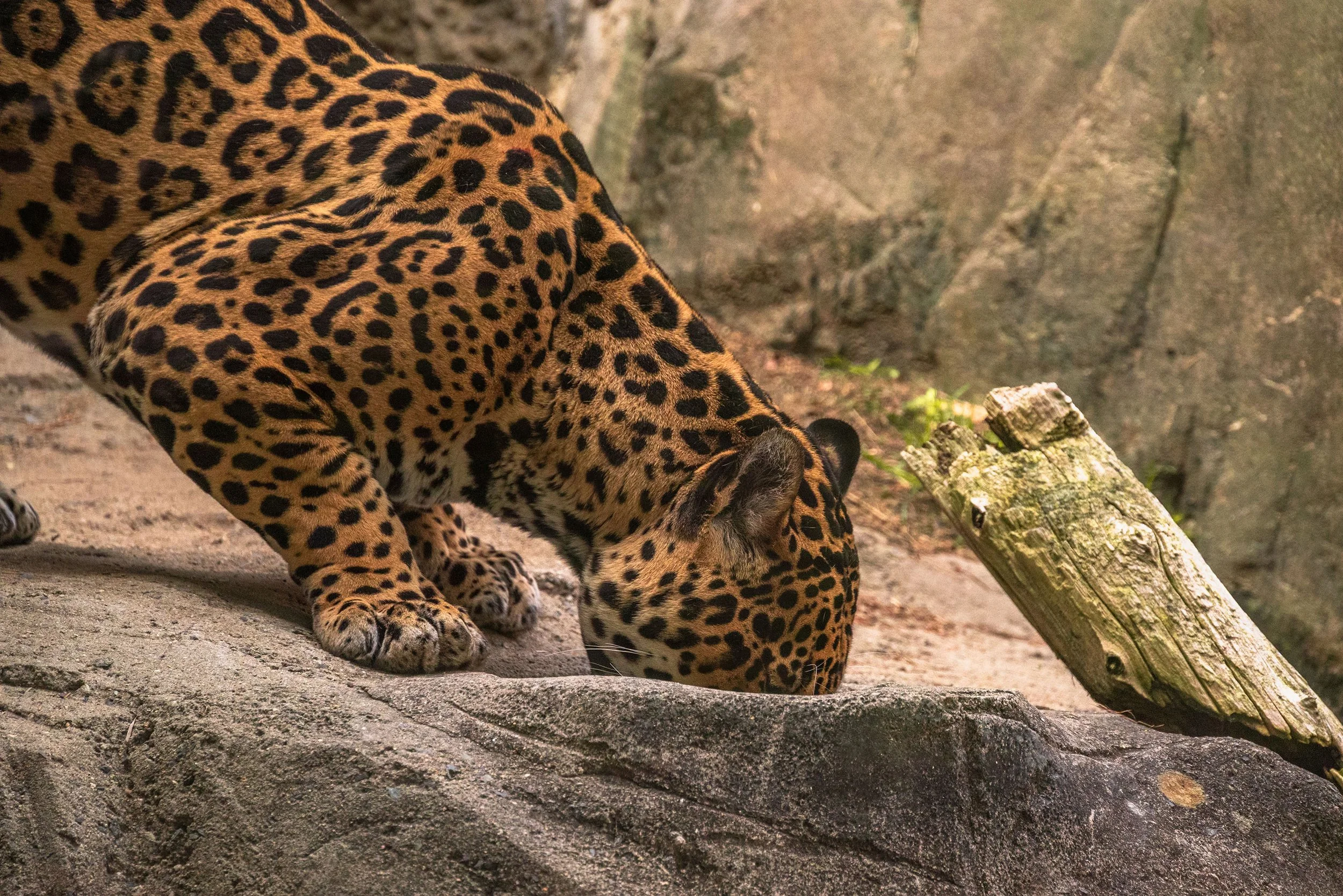 DSC_0555-3.jpg