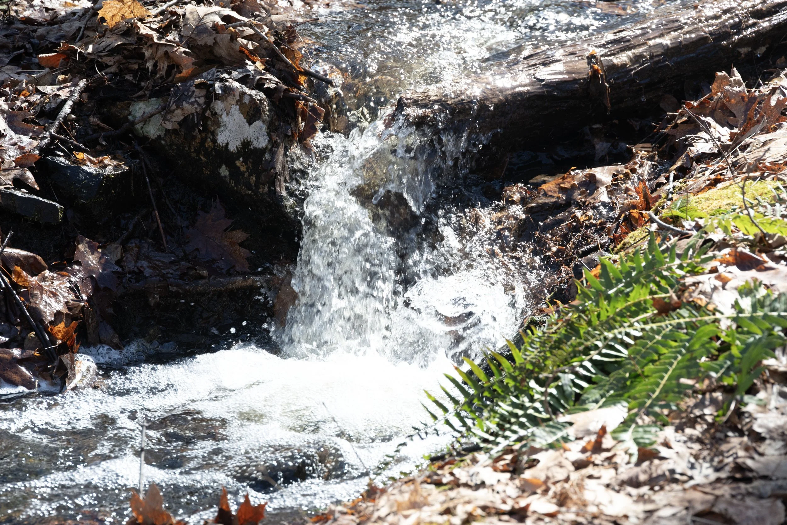 DSC_0171 copy.jpg