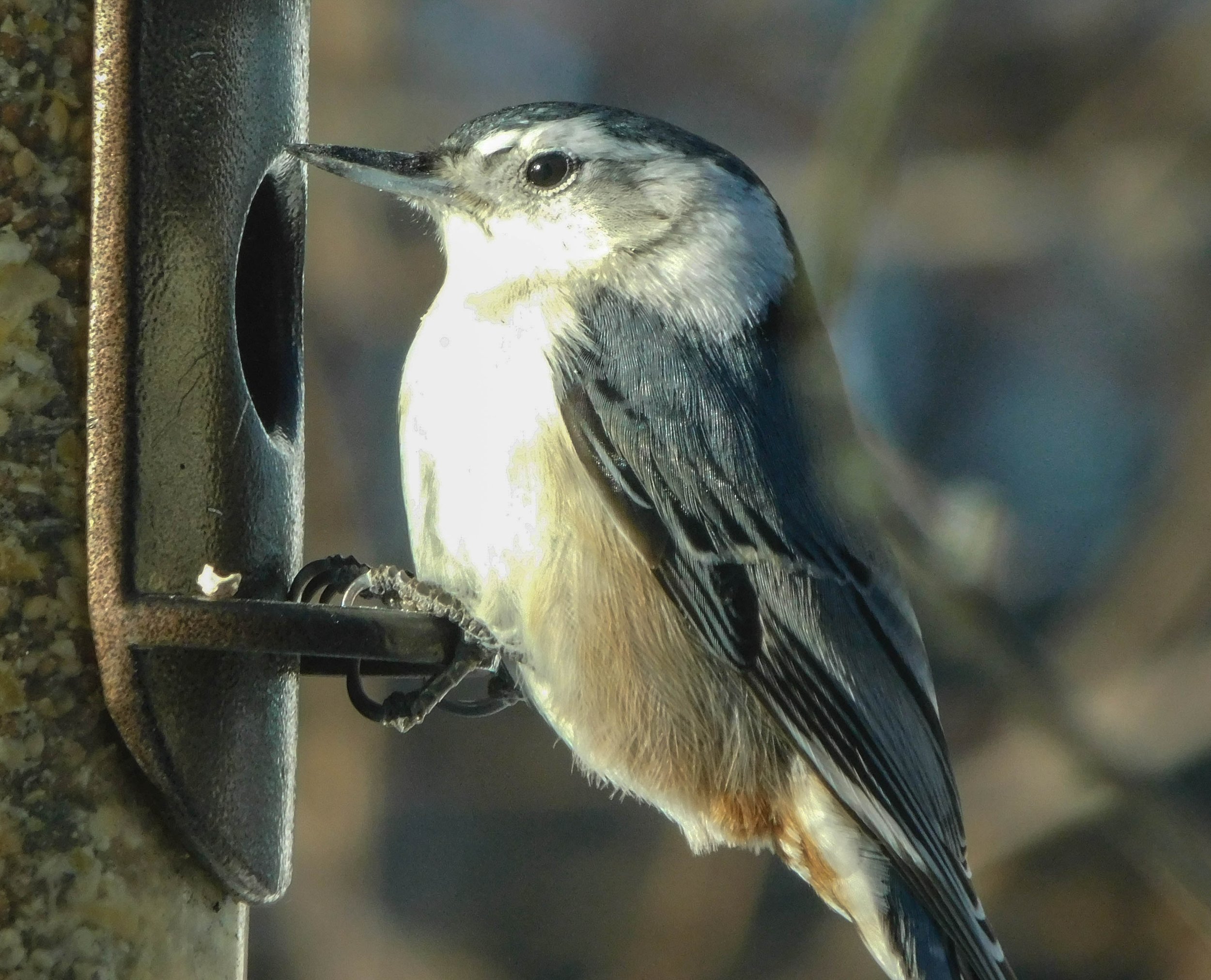 2_Nut-Hatch.jpg