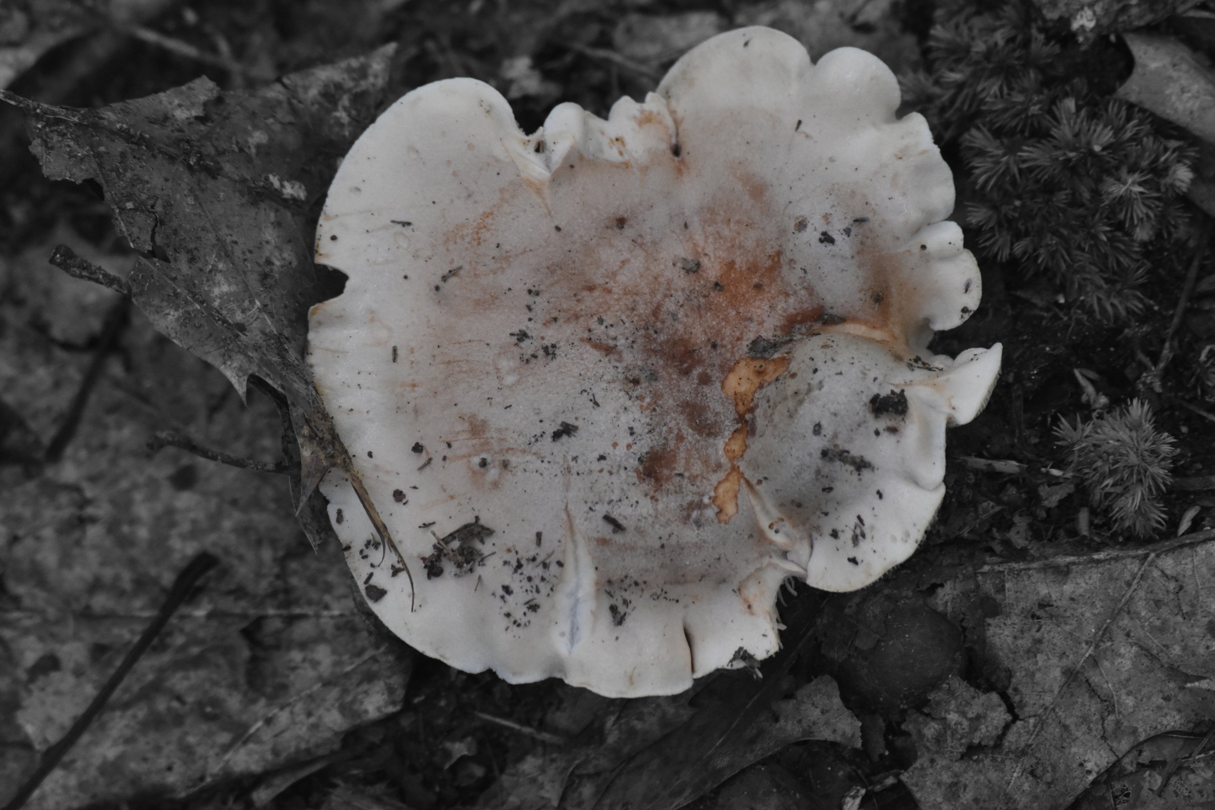 DSC_0048 copy.jpg