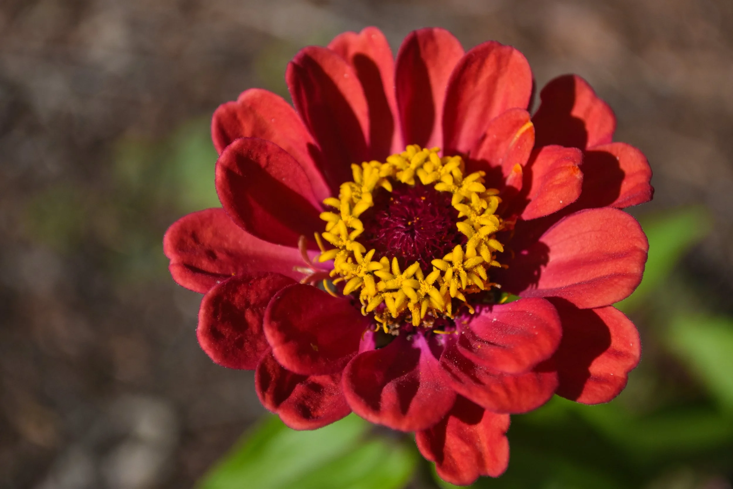 DSC_0016.jpg