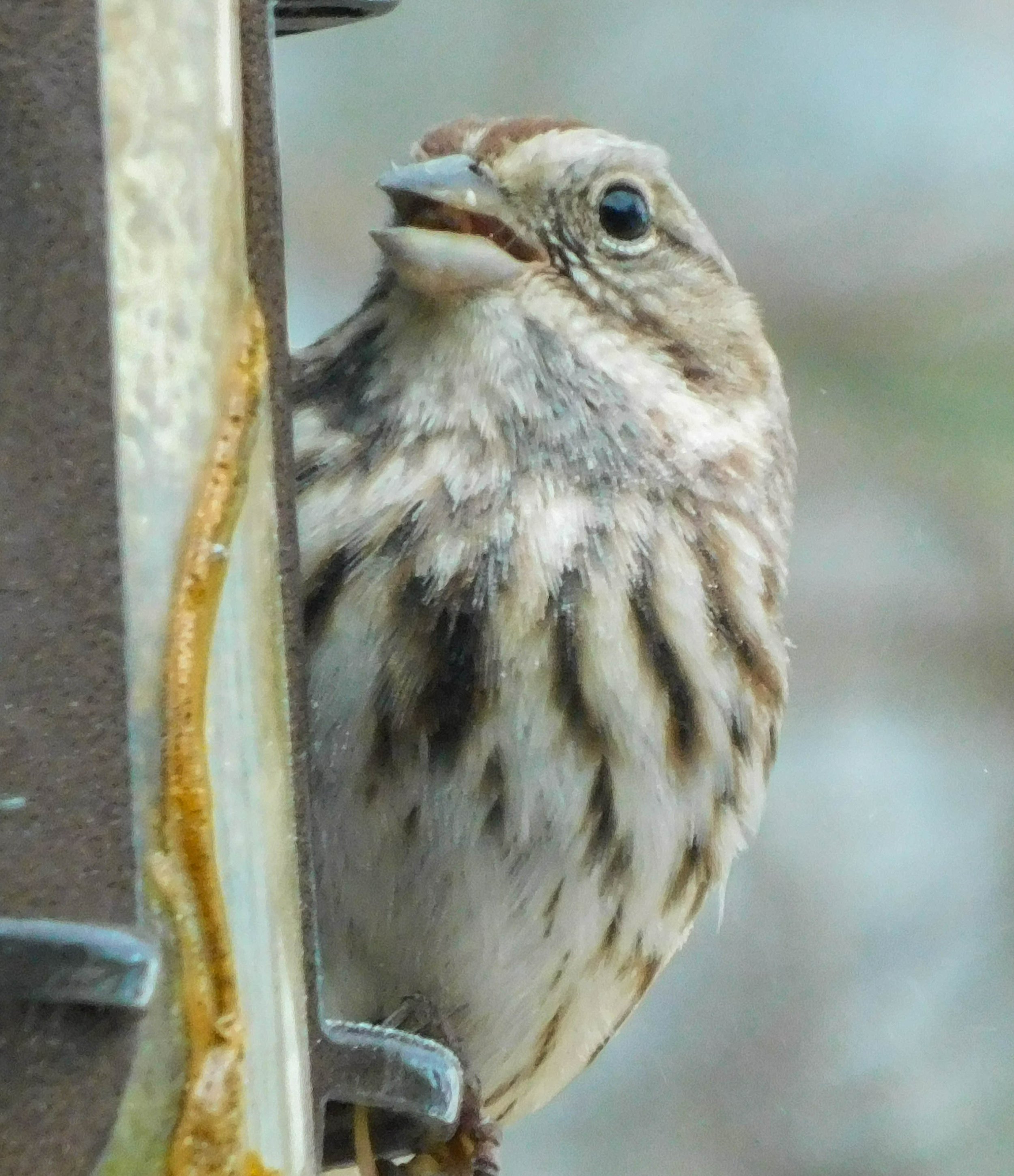 7_Song-Sparrow.jpg