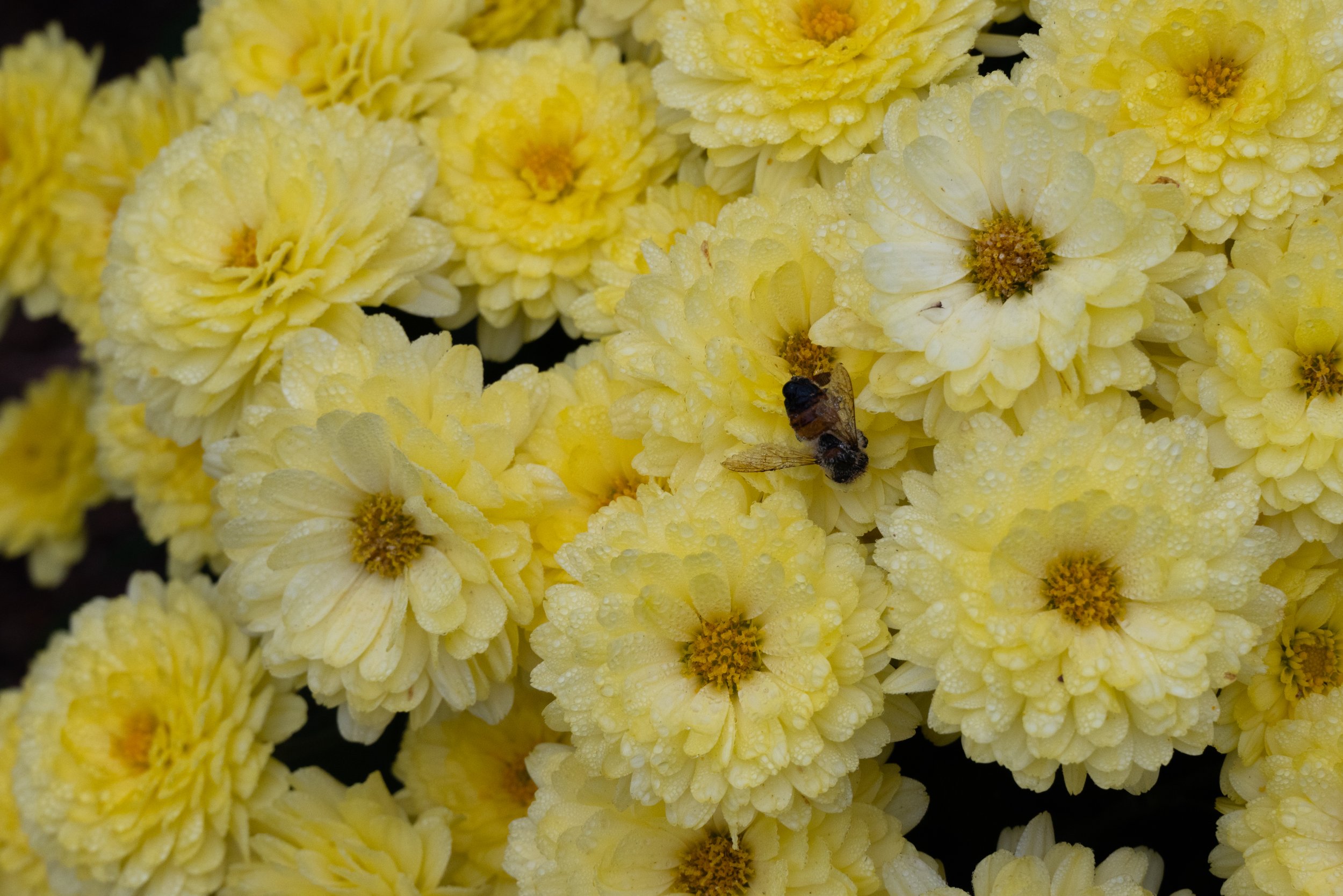 3_DSC_4145.jpg