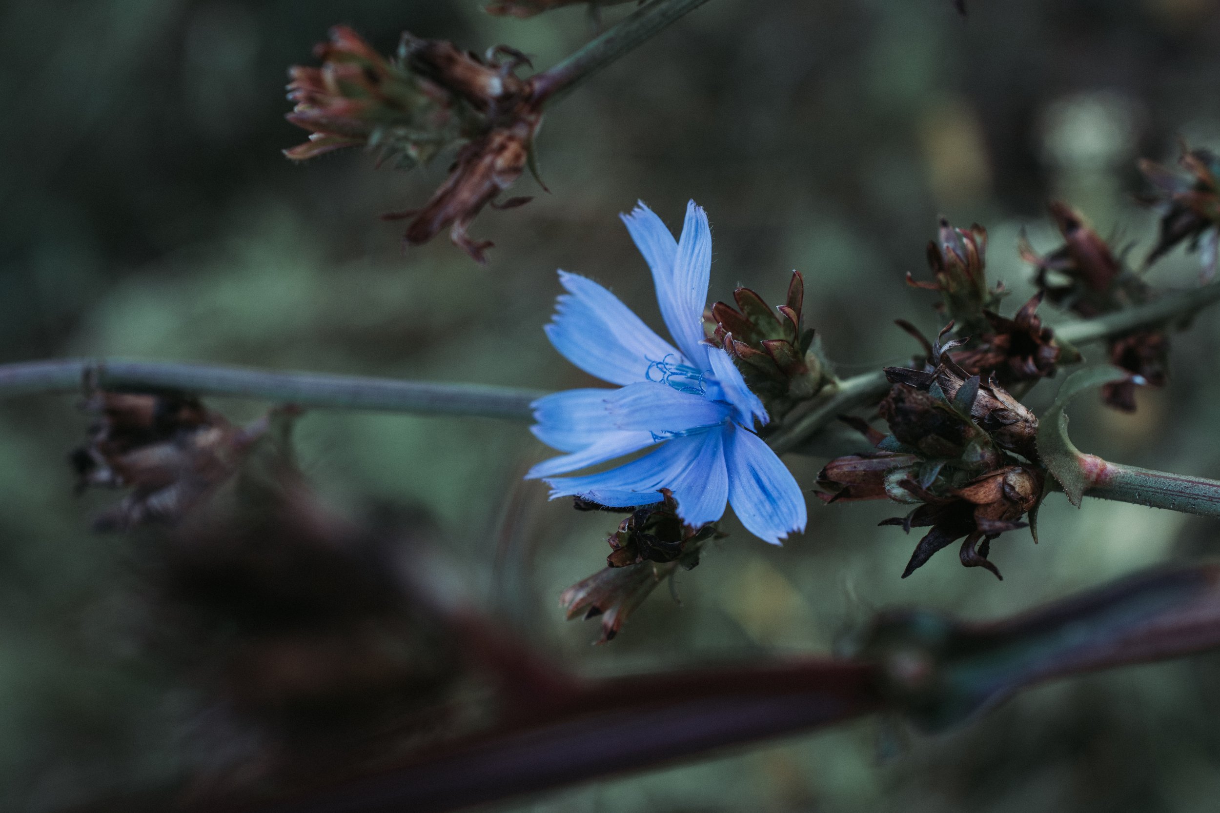 Colton Oliver Nature