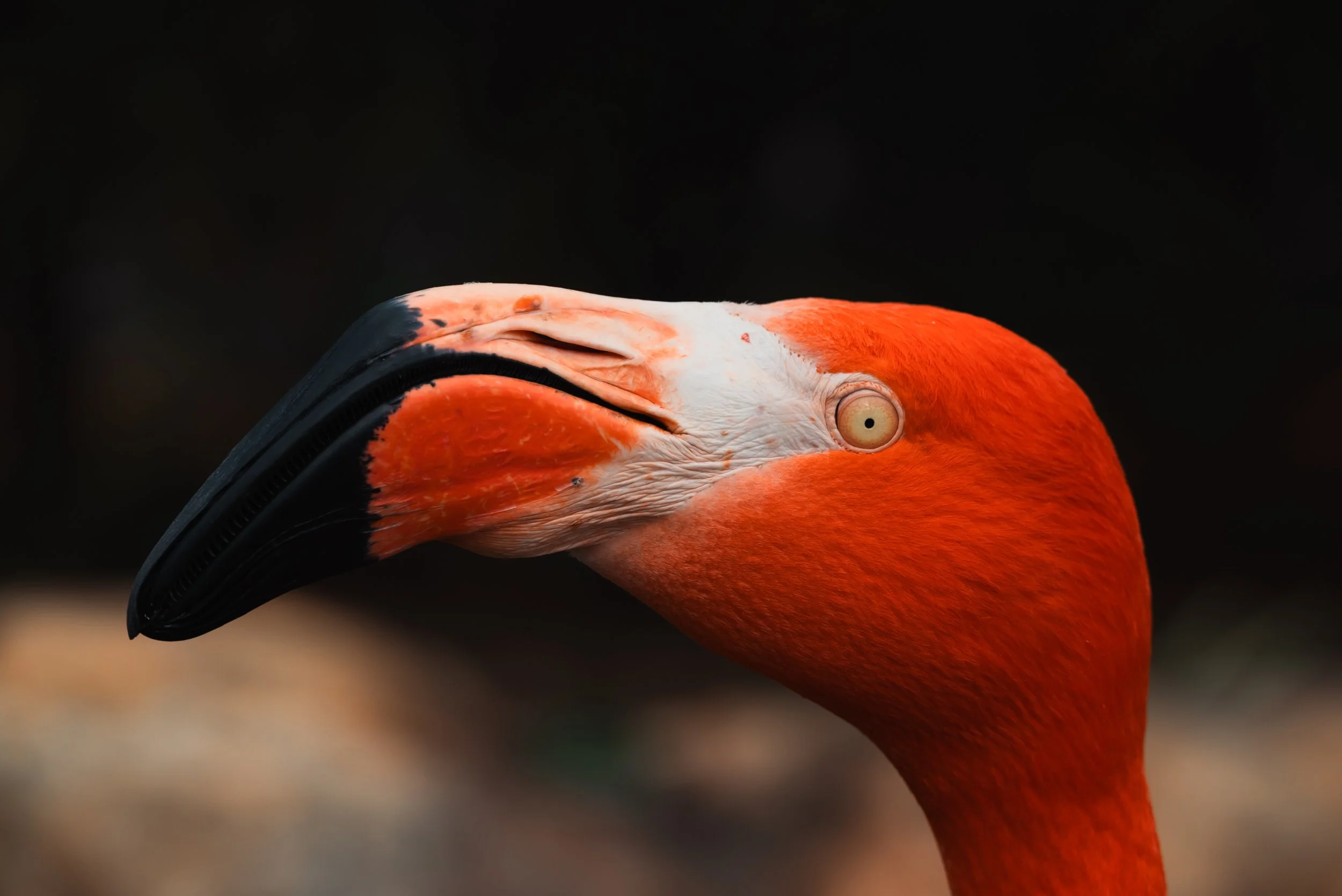 DSC_9647-2.jpg