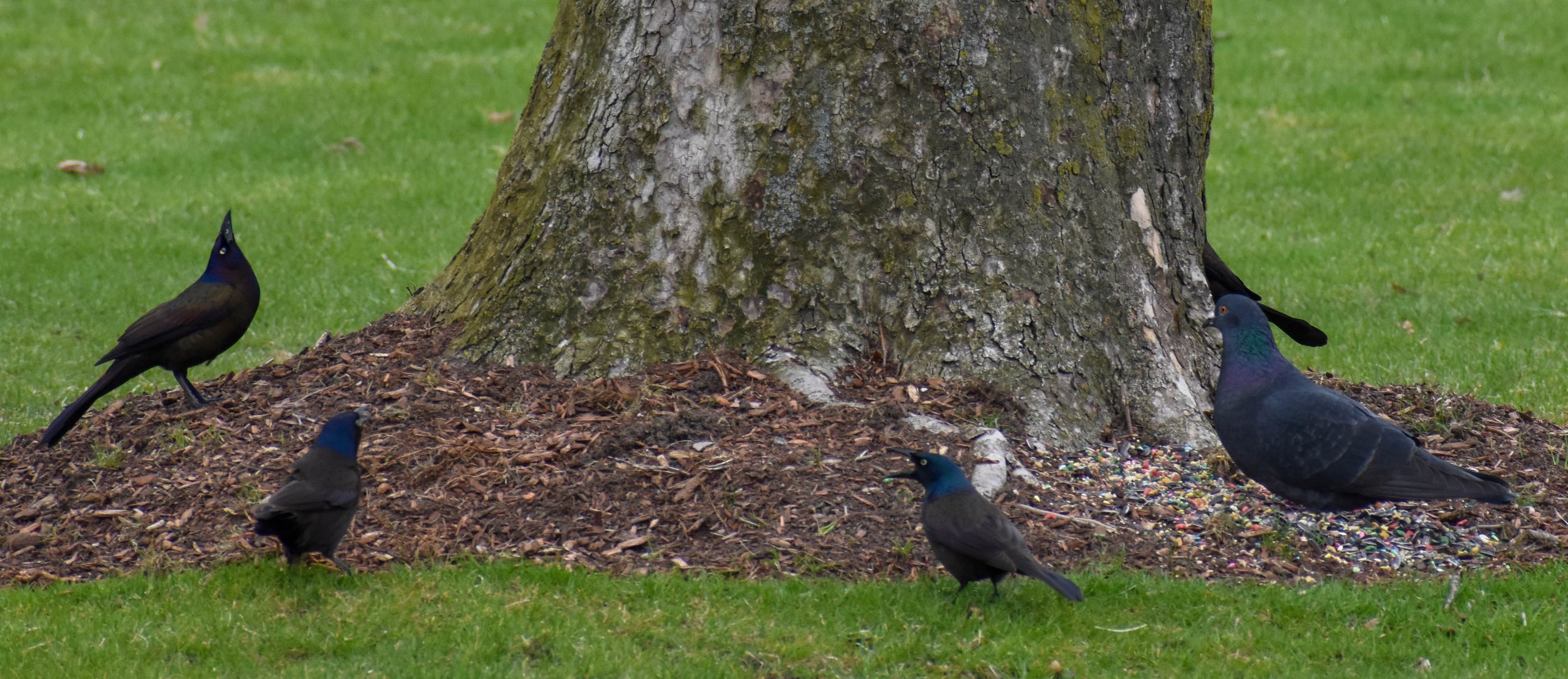 9_Common-Grackle.jpg